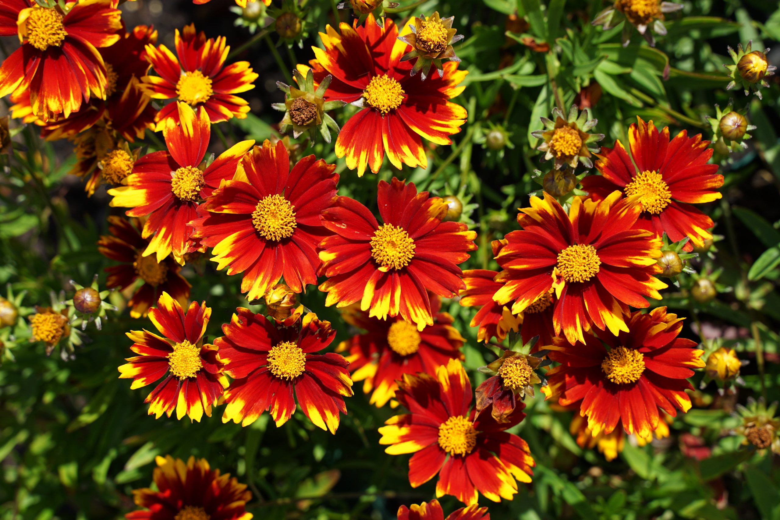 coreopsis_cultorum_lil_bang_daybreak_SS_001.jpeg