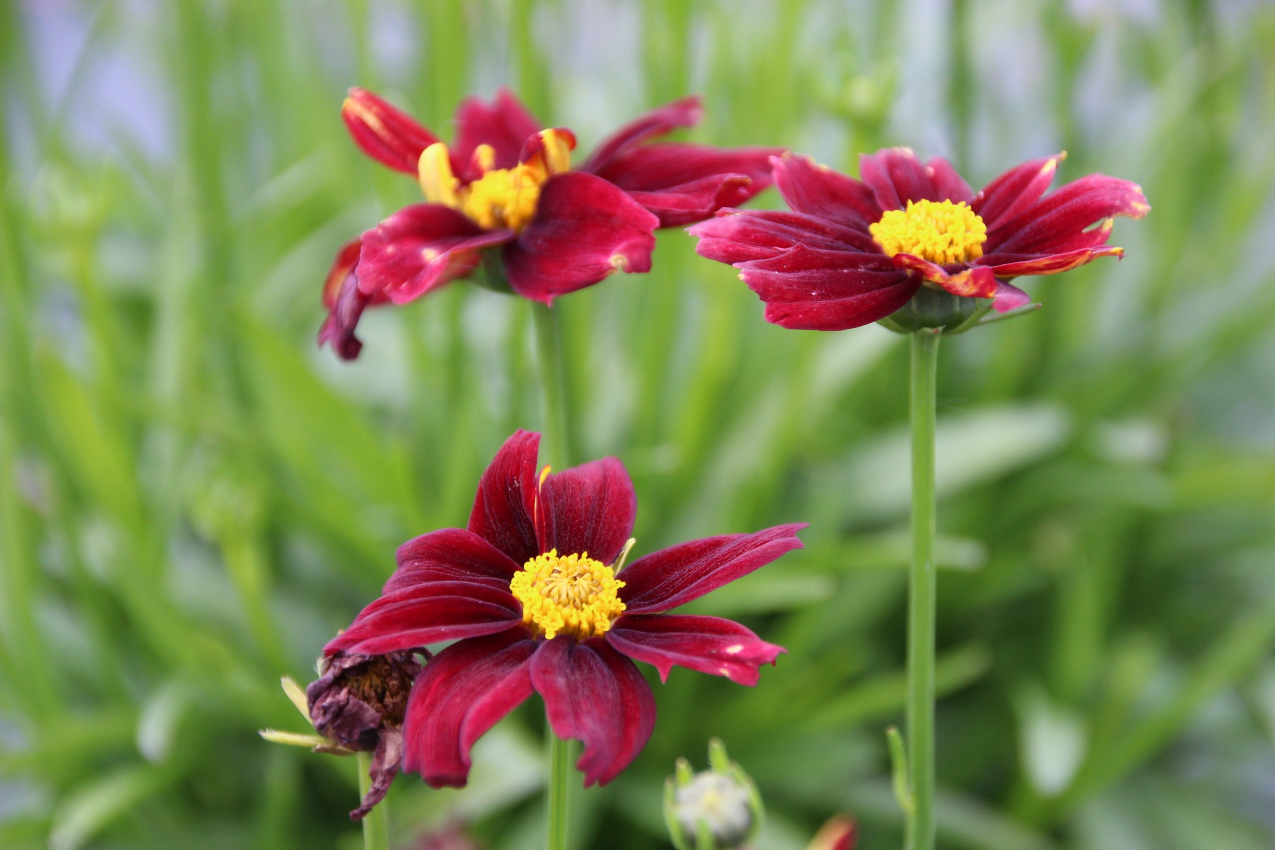 coreopsis_cultorum_lil_bang_red_elf_SS_001.jpeg