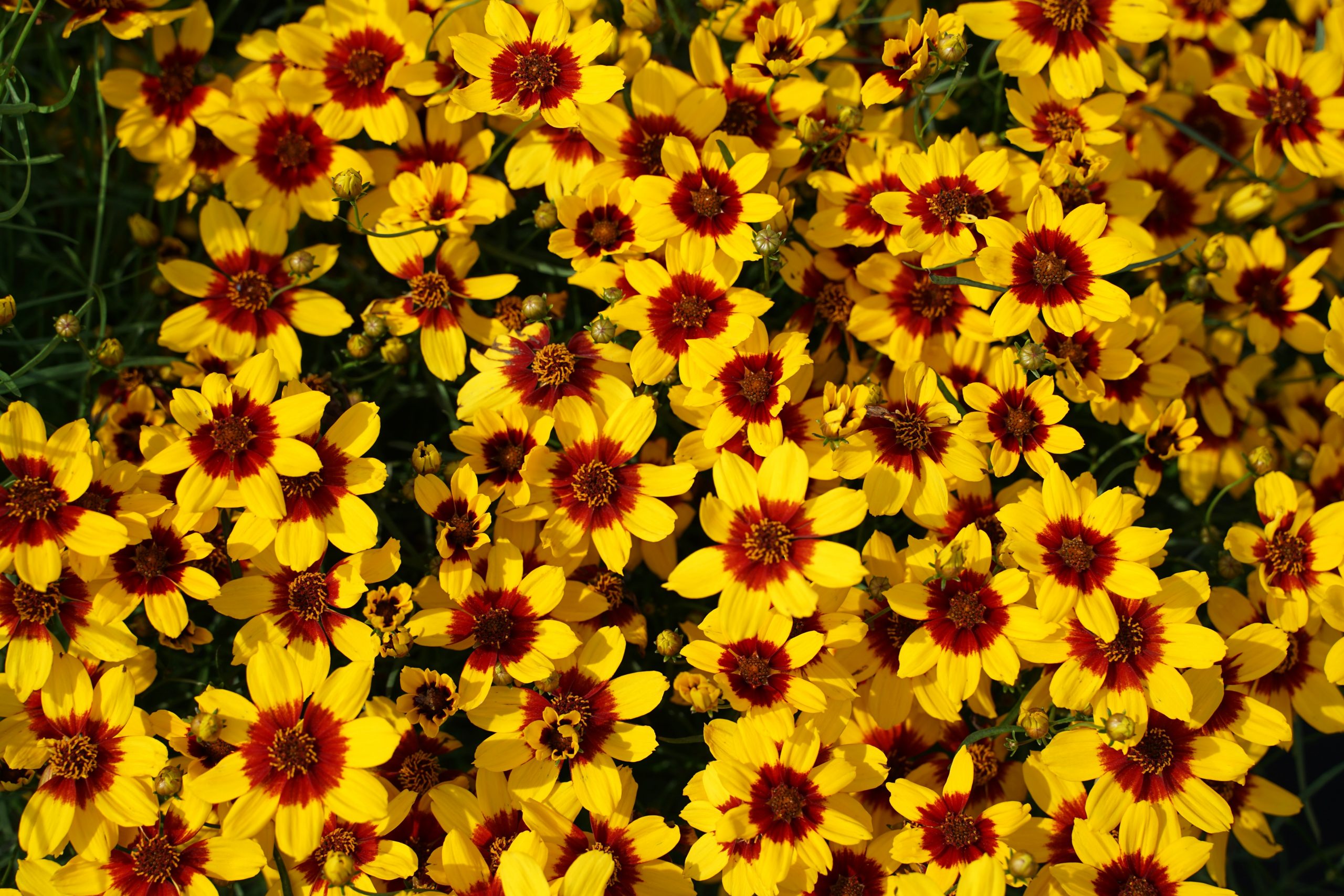 coreopsis_x_cultorum_curry_up_SS_001.jpeg