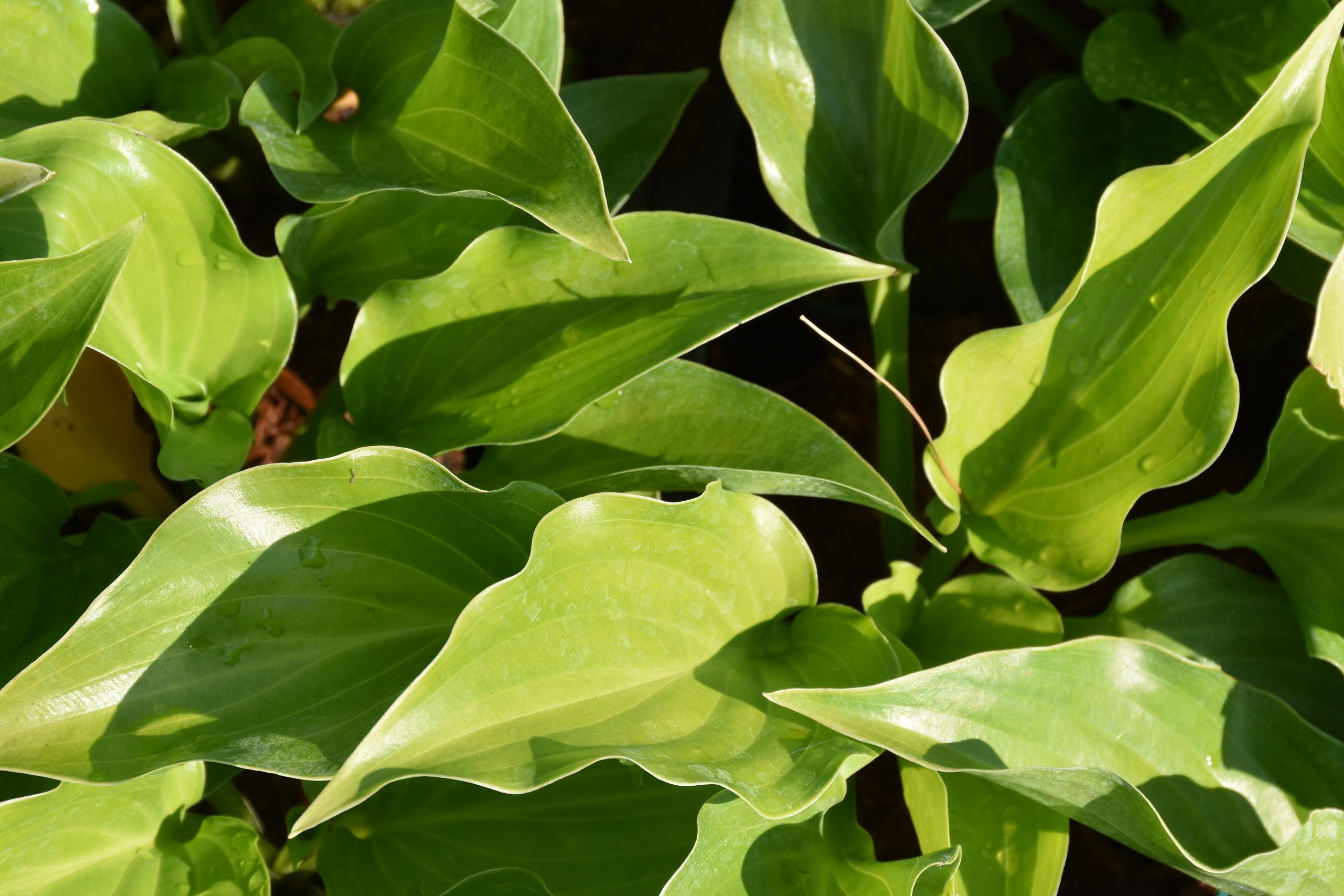 hosta_plantaginea_invincible_XS_003.jpeg