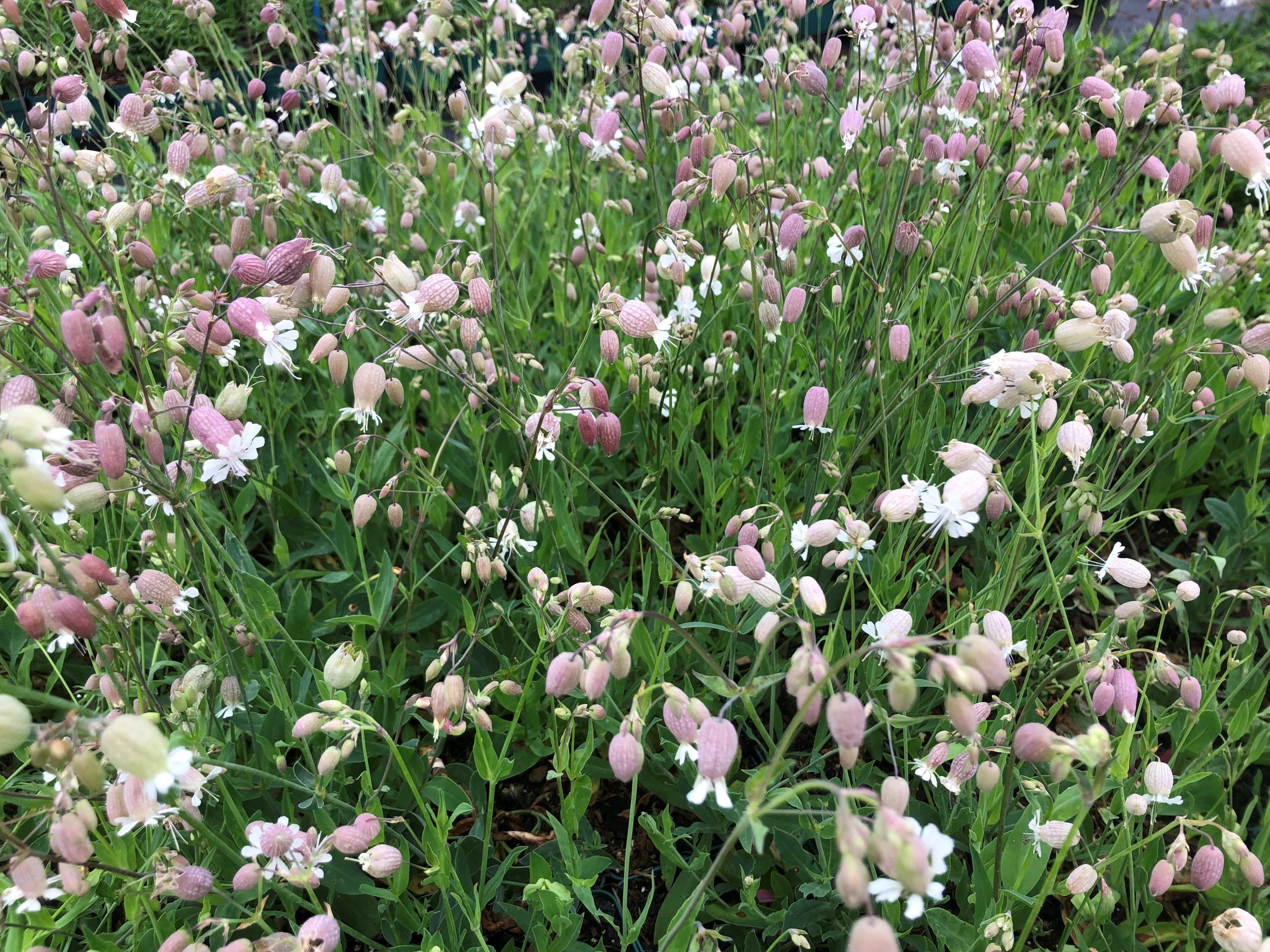 silene_vulgaris_SS_006.jpg
