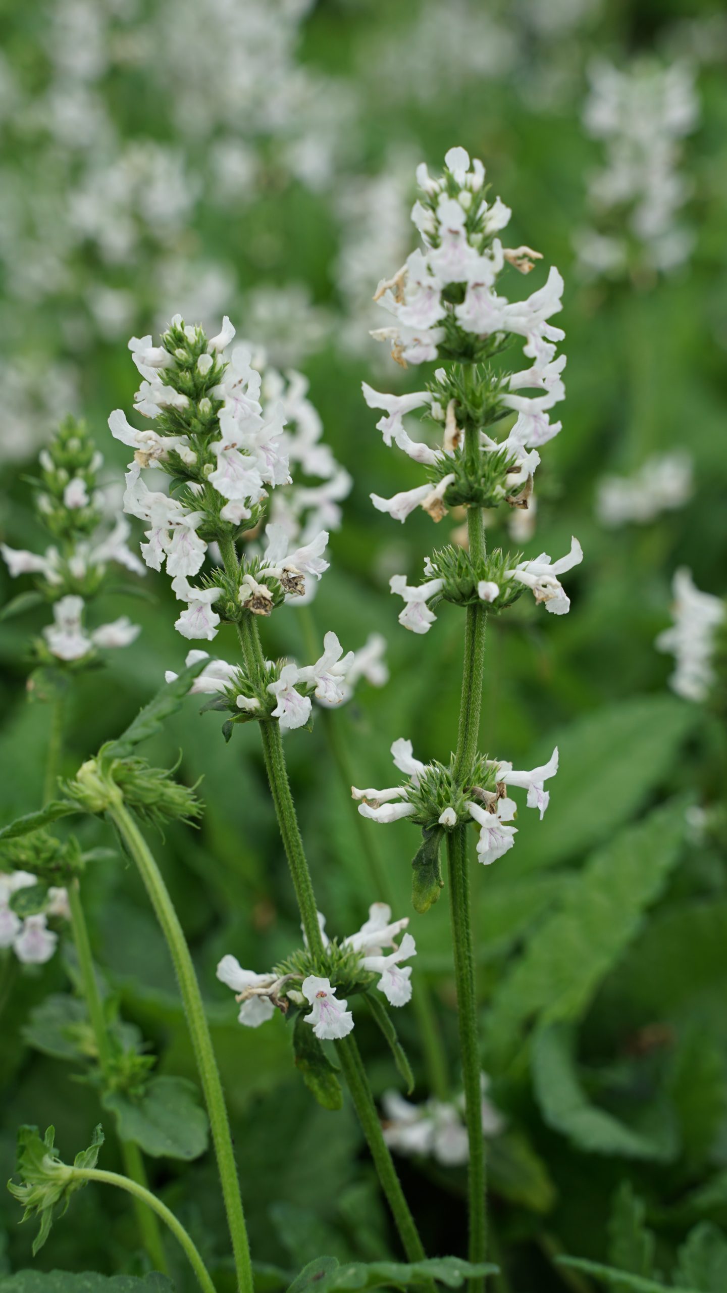 stachys_nivea_s_discolor_SS_003.jpeg