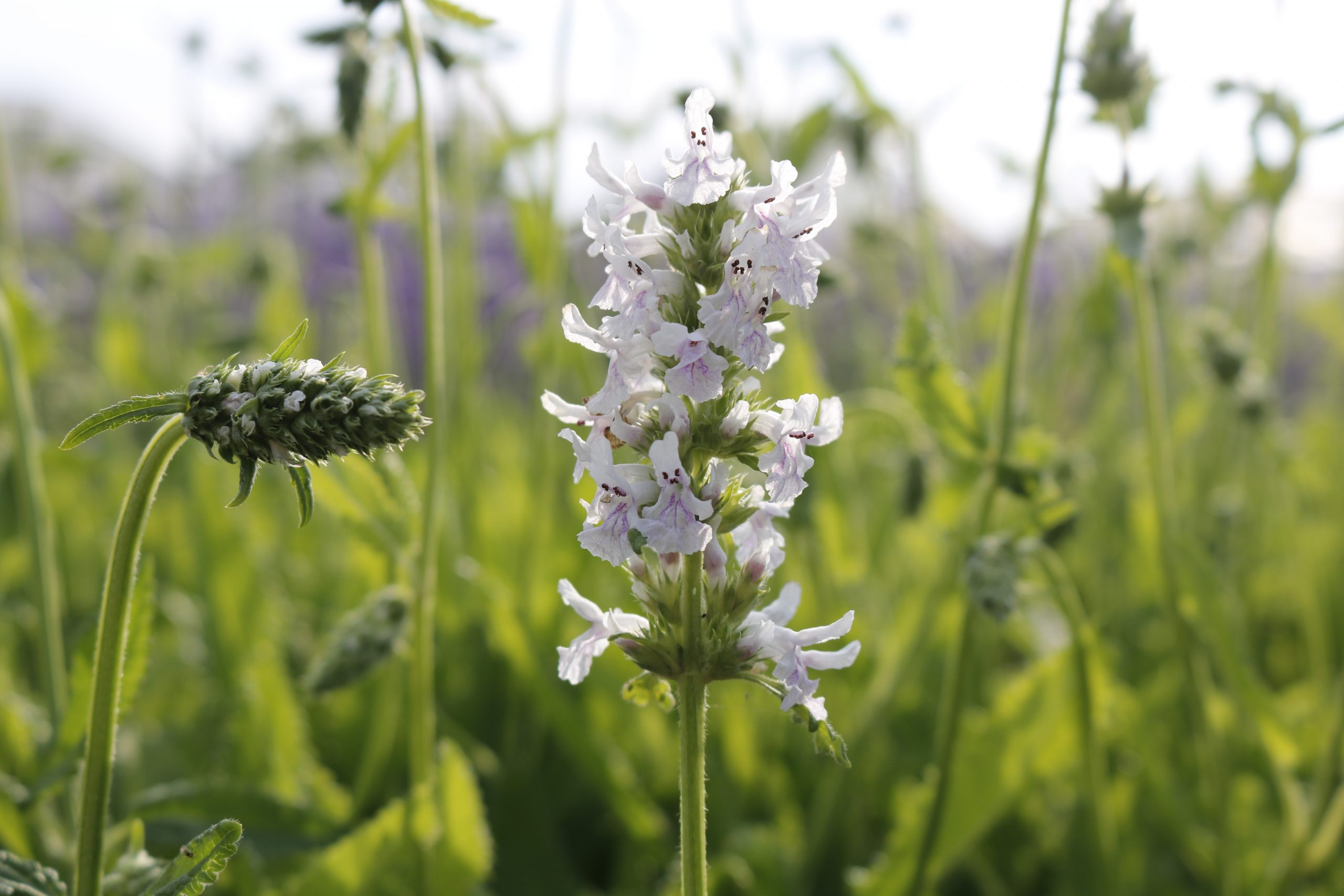 stachys_nivea_s_discolor_XS_002.jpeg