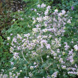 Thalictrum delavayi