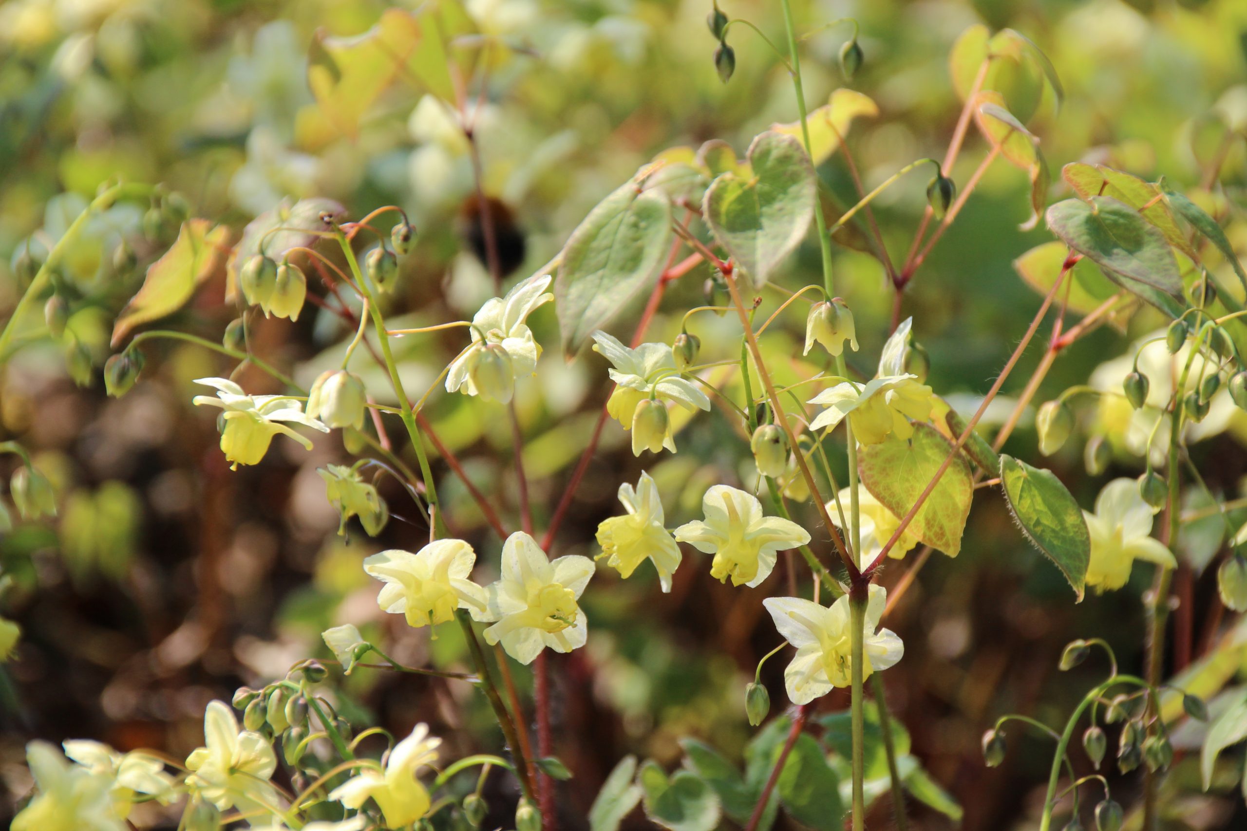 11066_epimedium_versicolor_sulphureum_SS_006.jpg