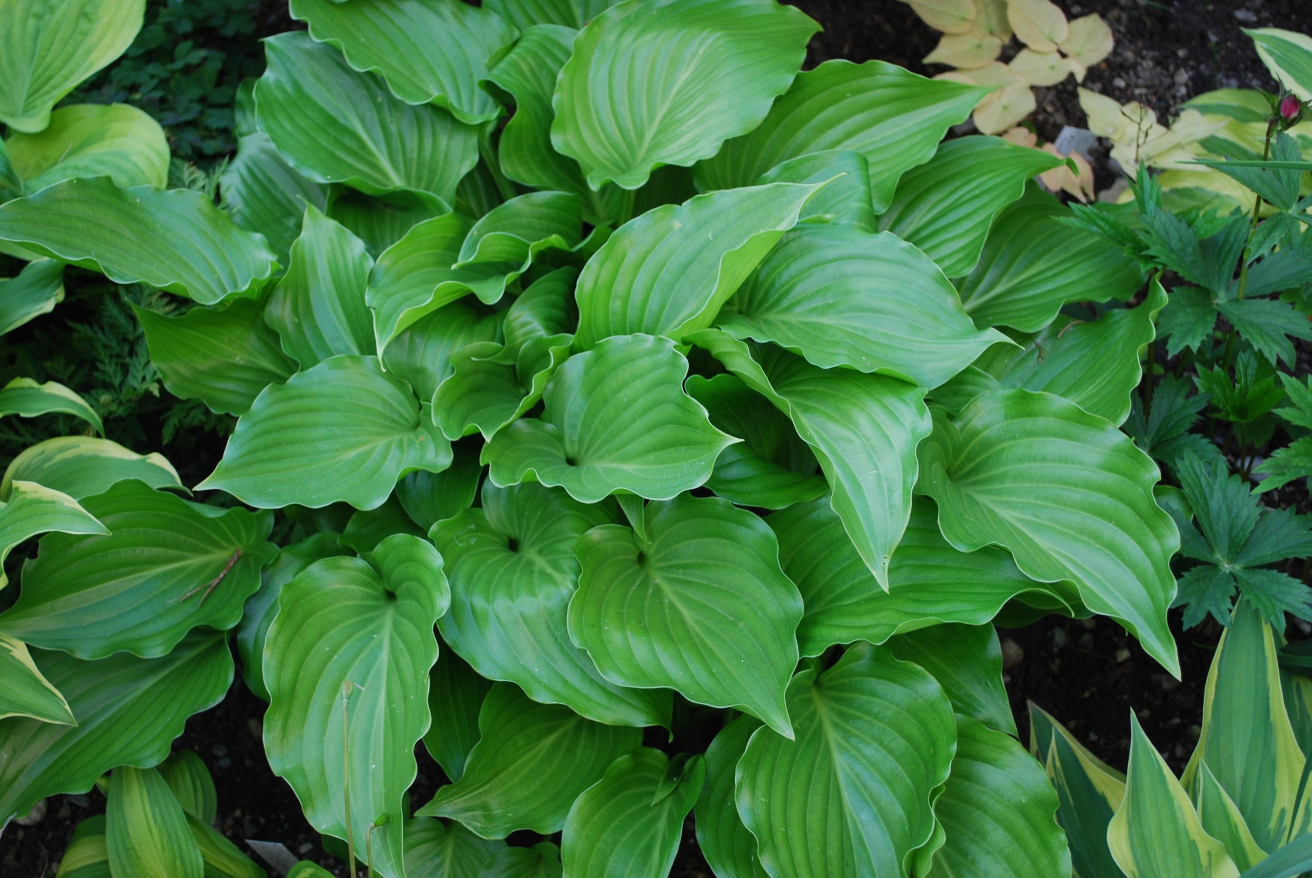 2605_hosta_plantaginea_invincible_XS_002.jpeg