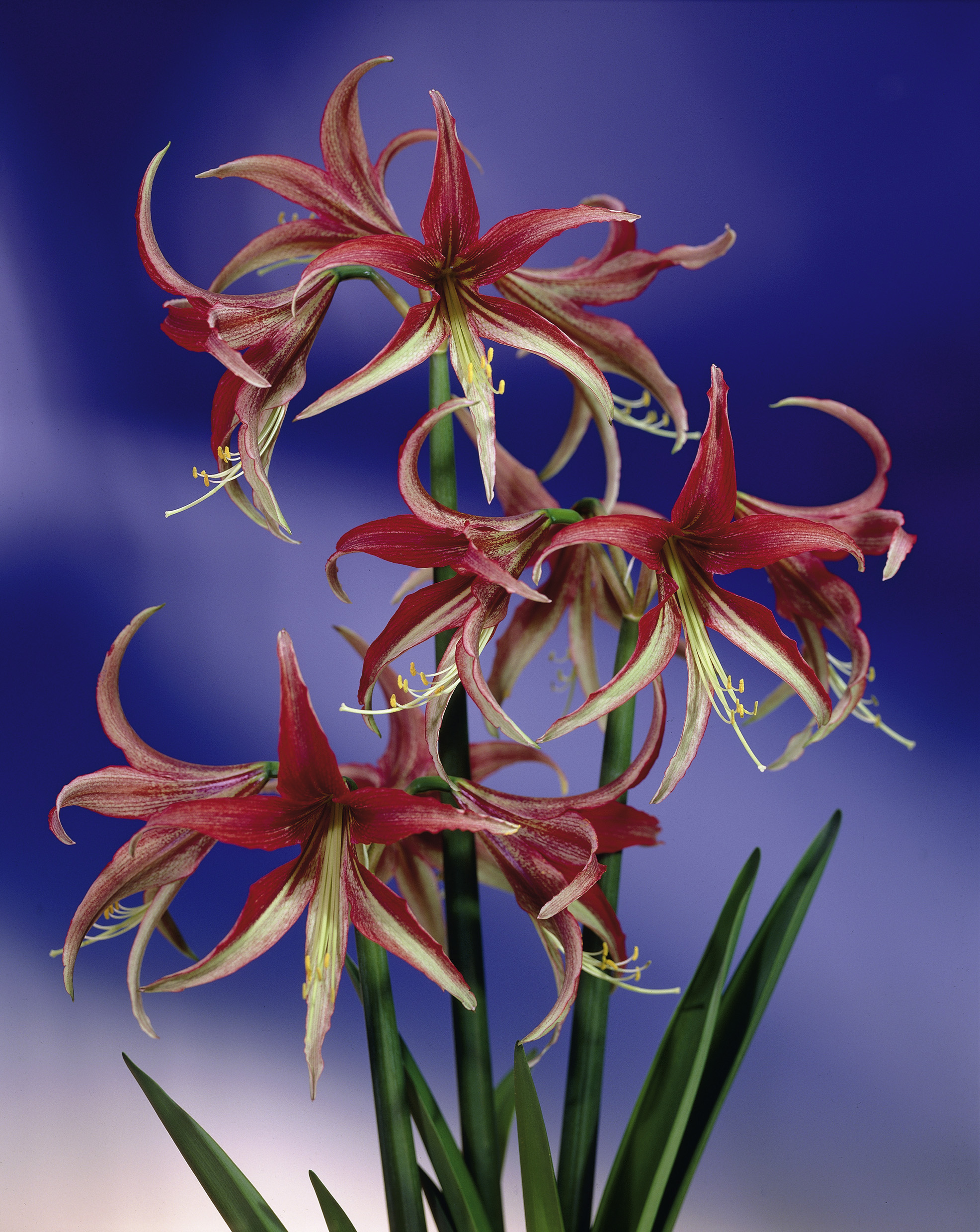 7050_hippeastrum_cybister_typ_cultorum_la_paz_ZK_001.jpeg