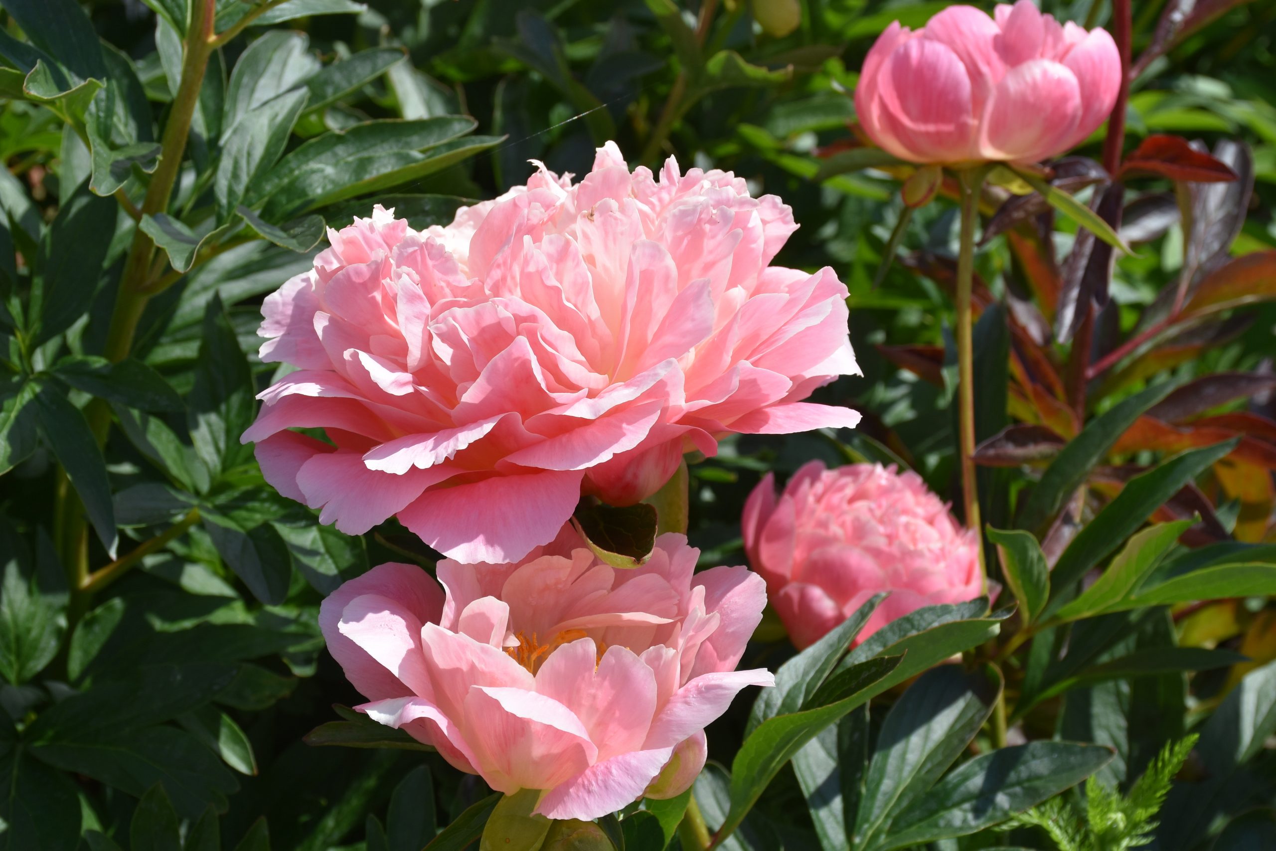 8647_paeonia_lactiflora_pink_hawaiian_coral_XS_002.jpg