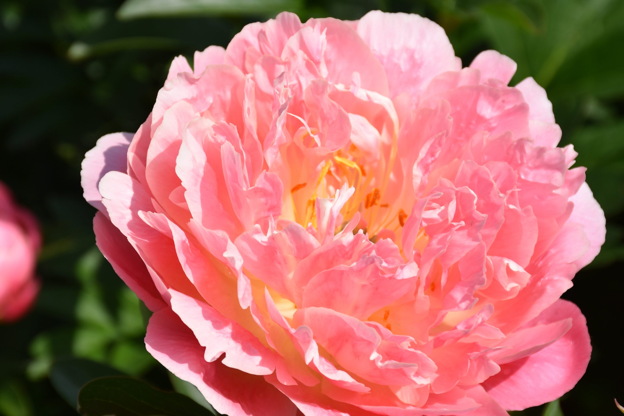 8648_paeonia_lactiflora_pink_hawaiian_coral_XS_003.jpg