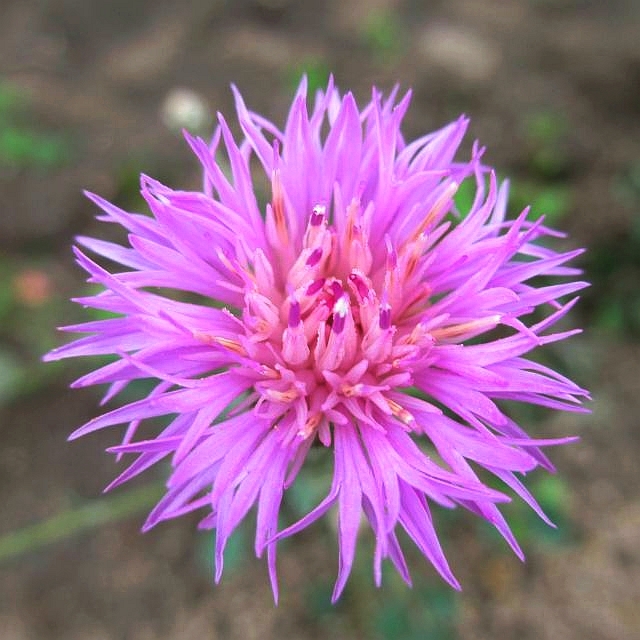 9116_centaurea_bella_XS_002.jpg
