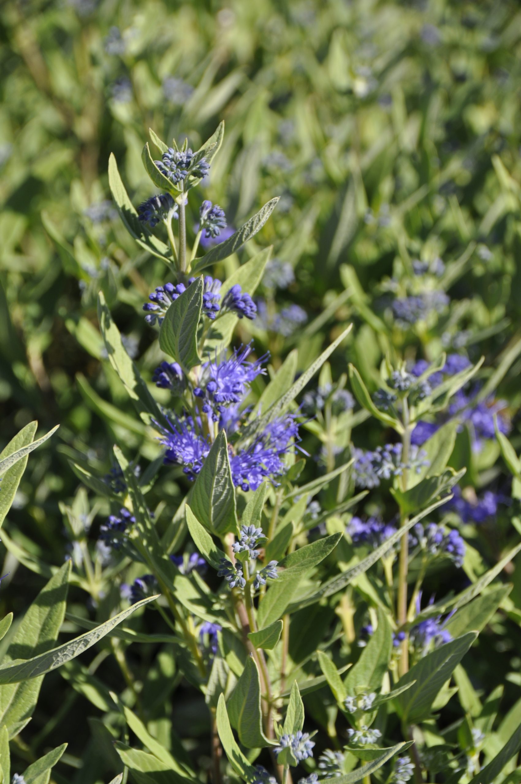 caryopteris_clandonensis_kew_blue_BG_001.jpg