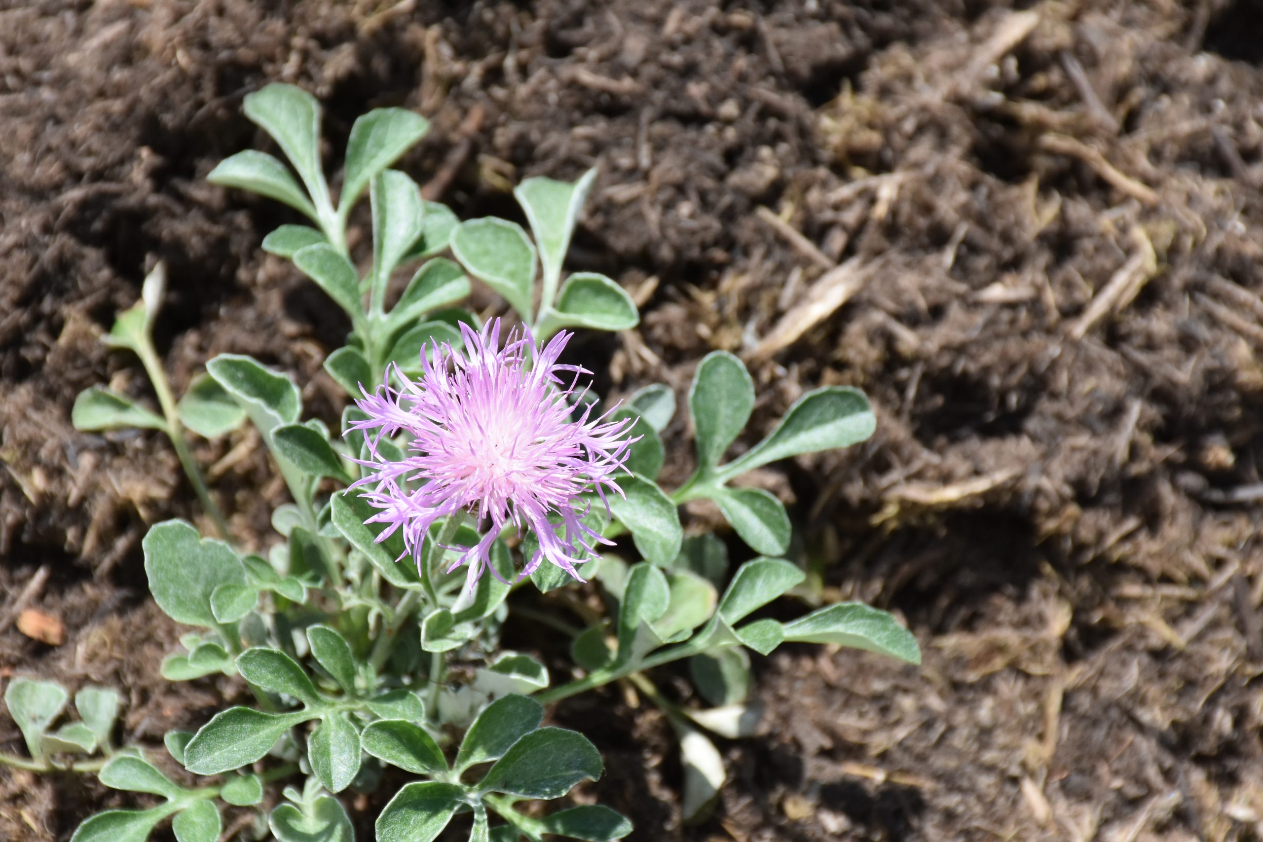 centaurea_bella_XS_004.jpg