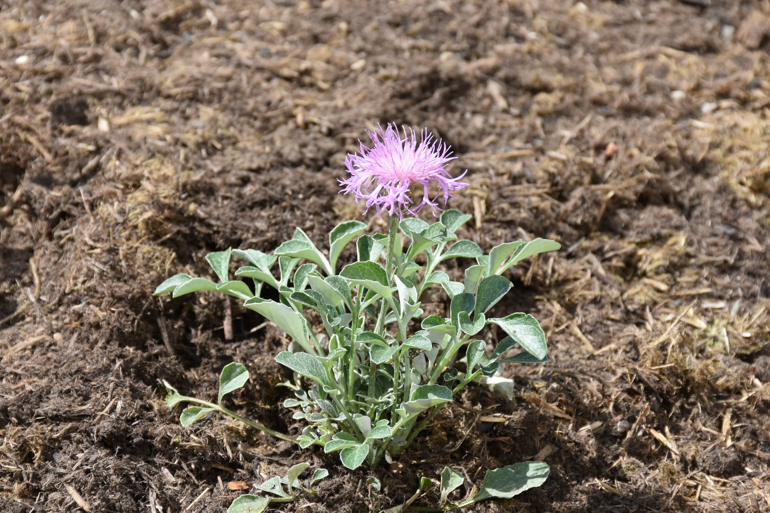 centaurea_bella_XS_005.jpg