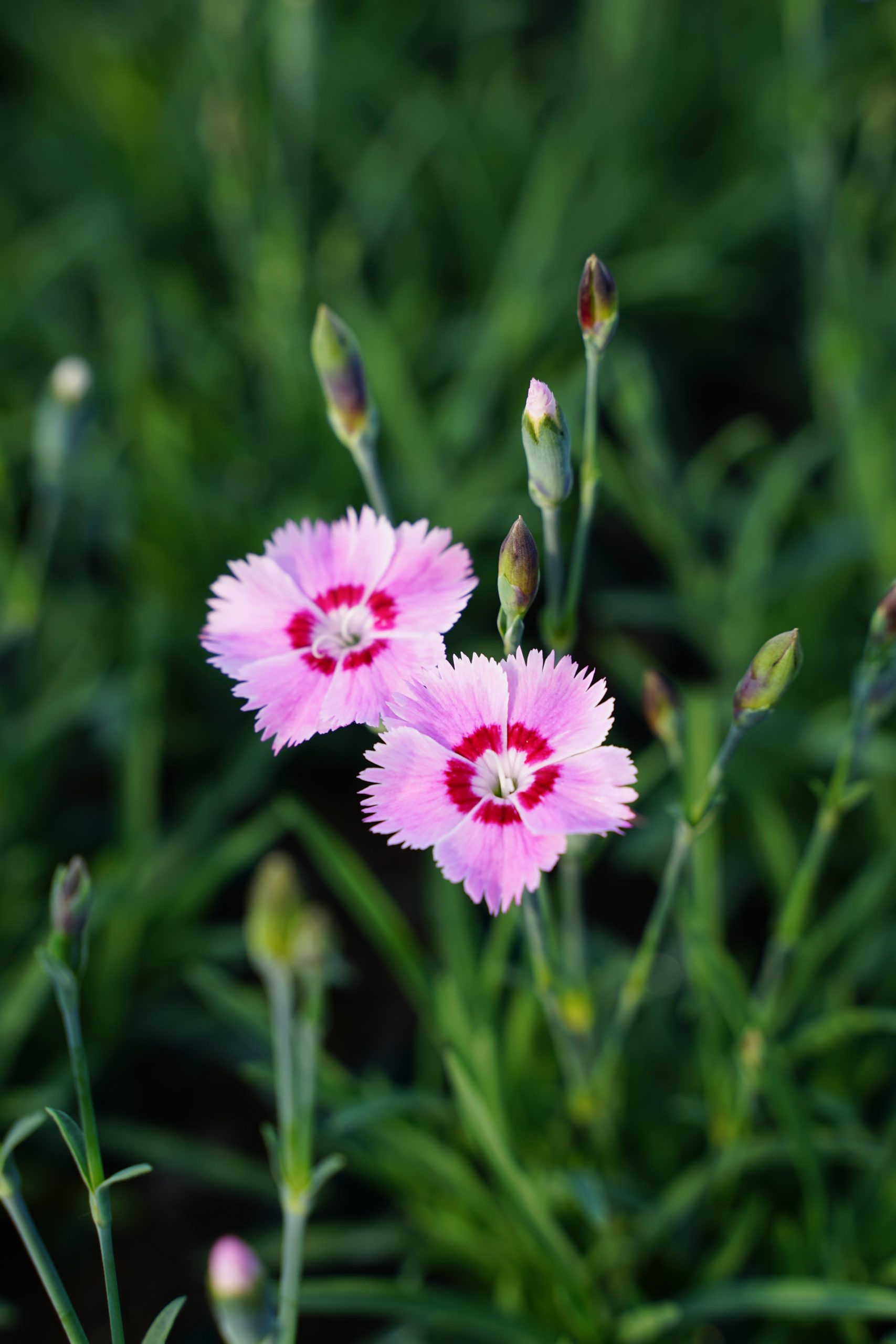 dianthus_plumarius_dixie_red_rose_bicolor_SS_001.jpeg