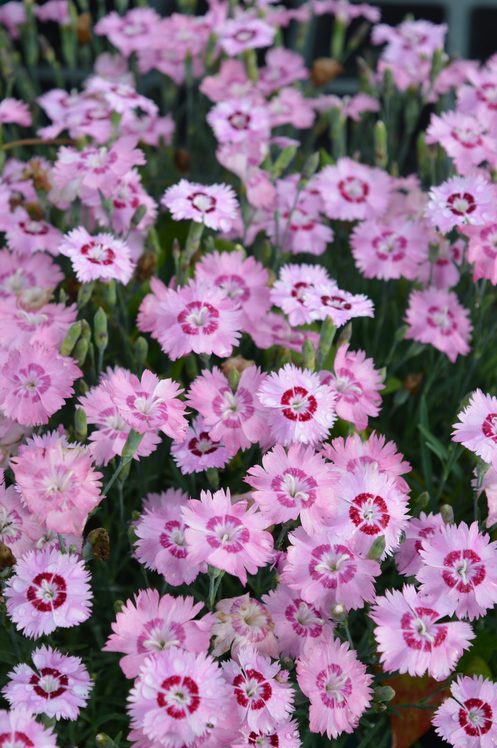dianthus_plumarius_dixie_red_rose_bicolor_SS_003.jpeg