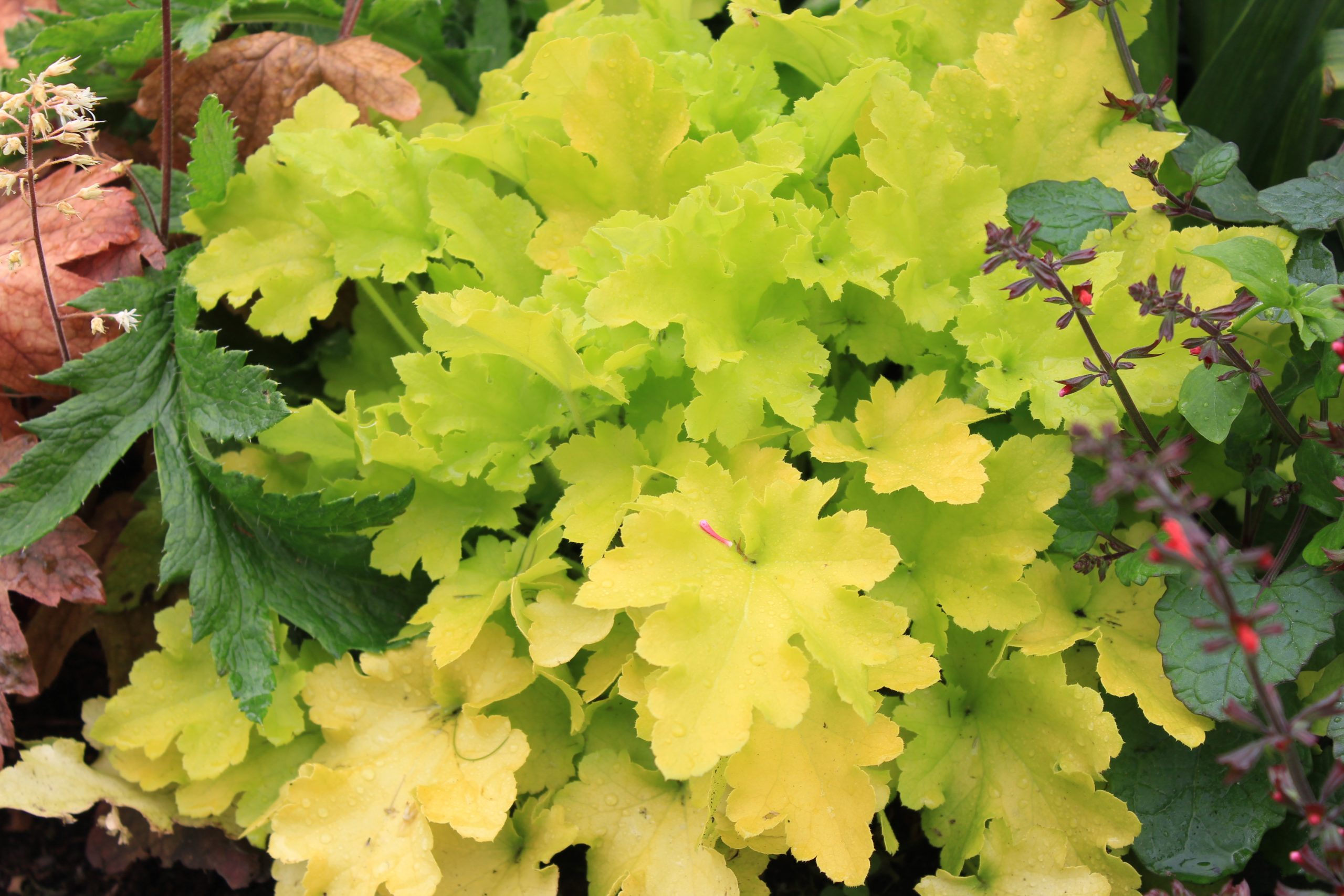 Heuchera Villosa Lime Marmalade Schachtschneider heuchera-villosa-lime-marmalade-schachtschneider