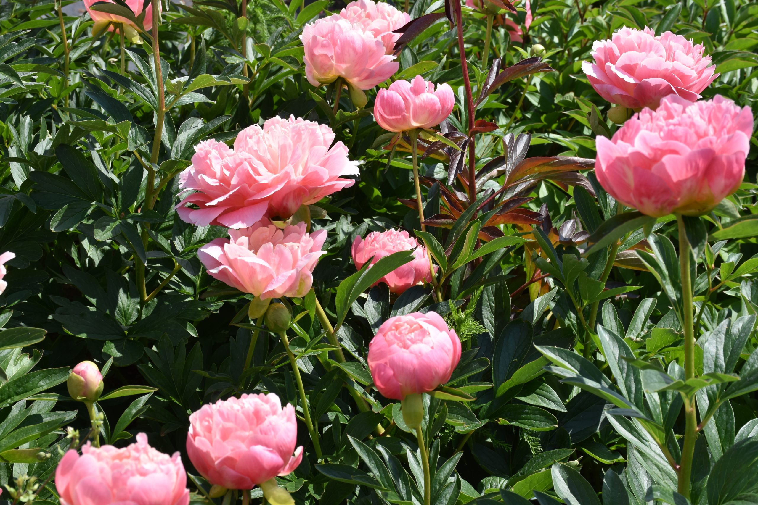 paeonia_lactiflora_pink_hawaiian_coral_XS_004.jpg