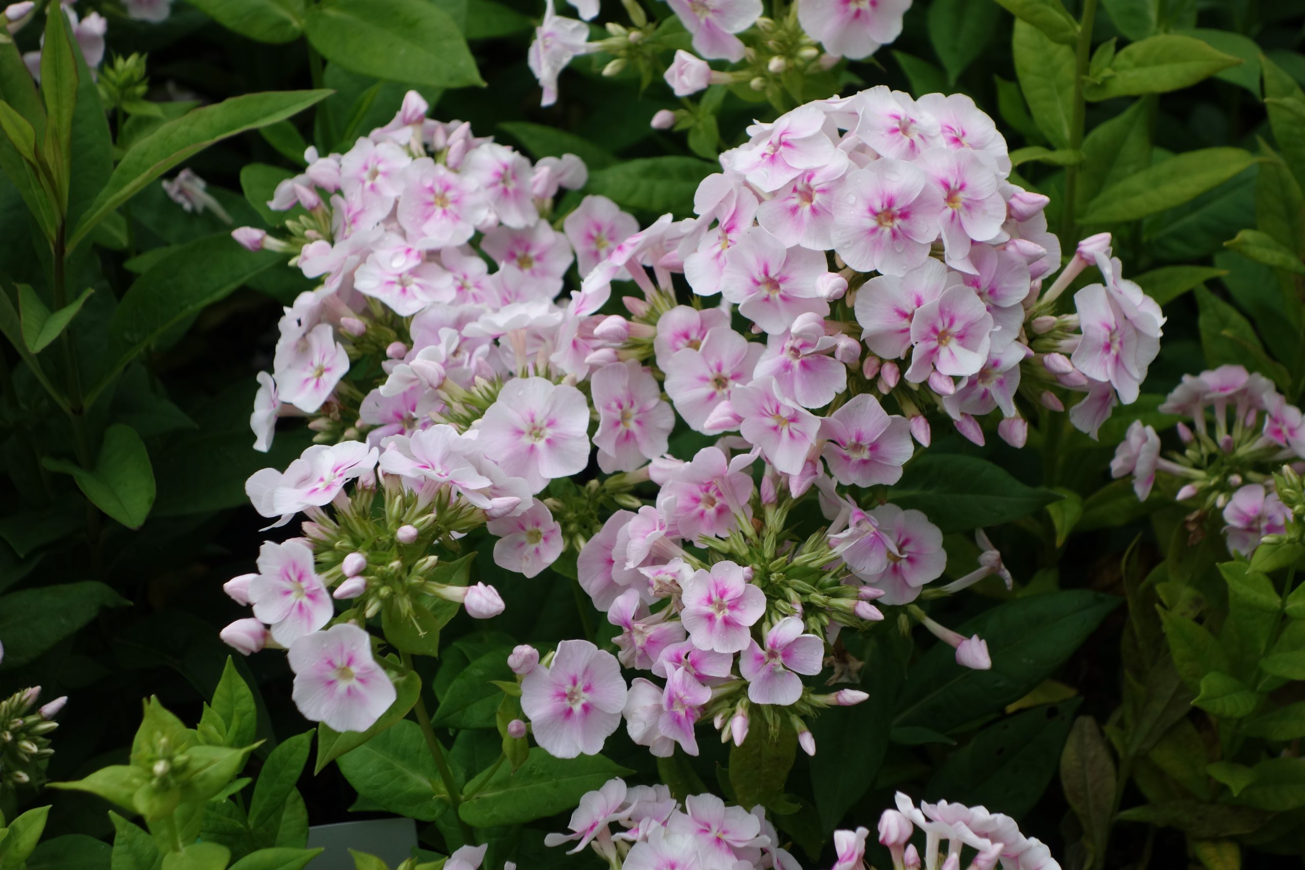 phlox_paniculata_younique_bicolor_SS_002.jpg