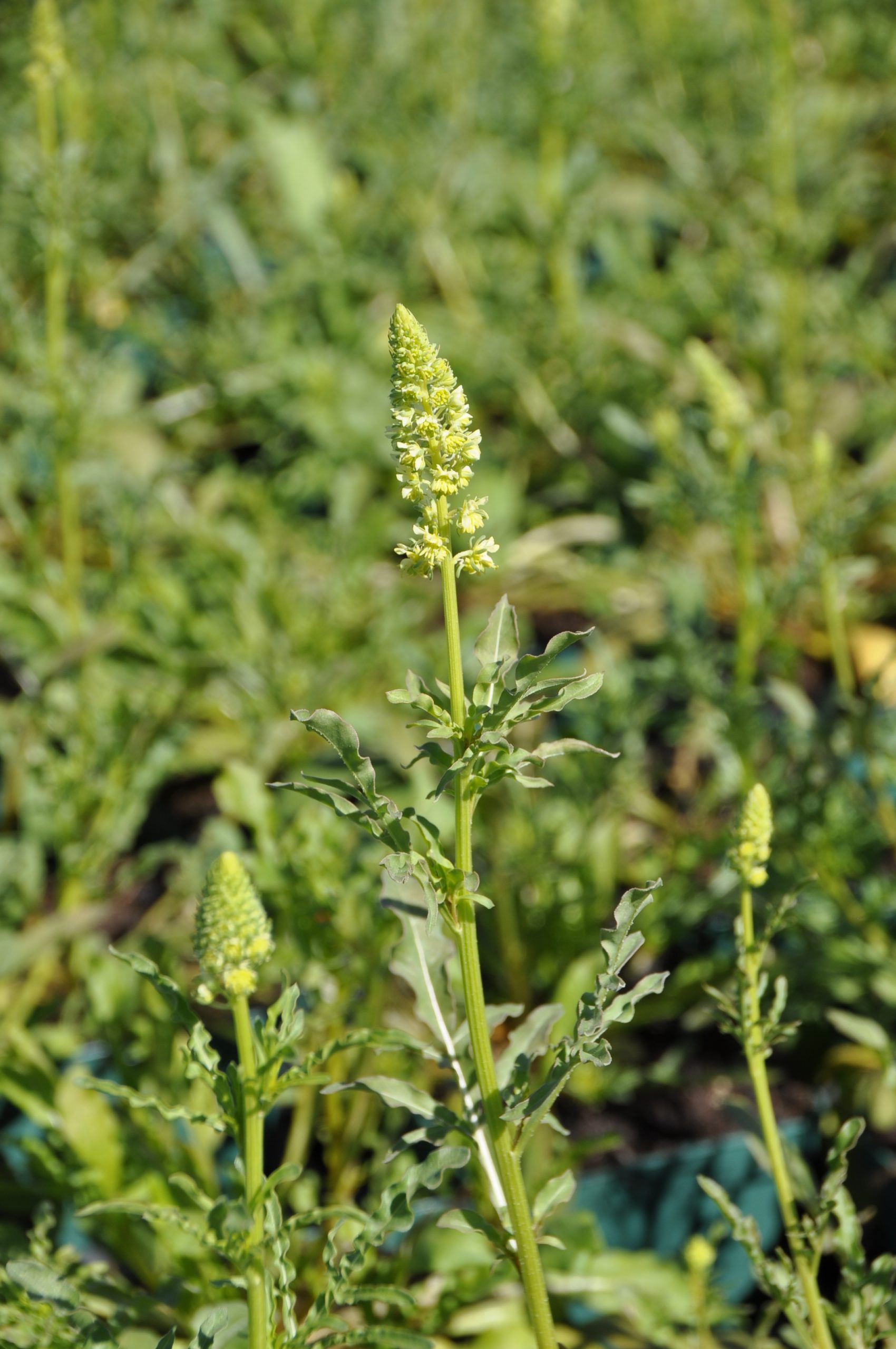 reseda_lutea_BG_001.jpg