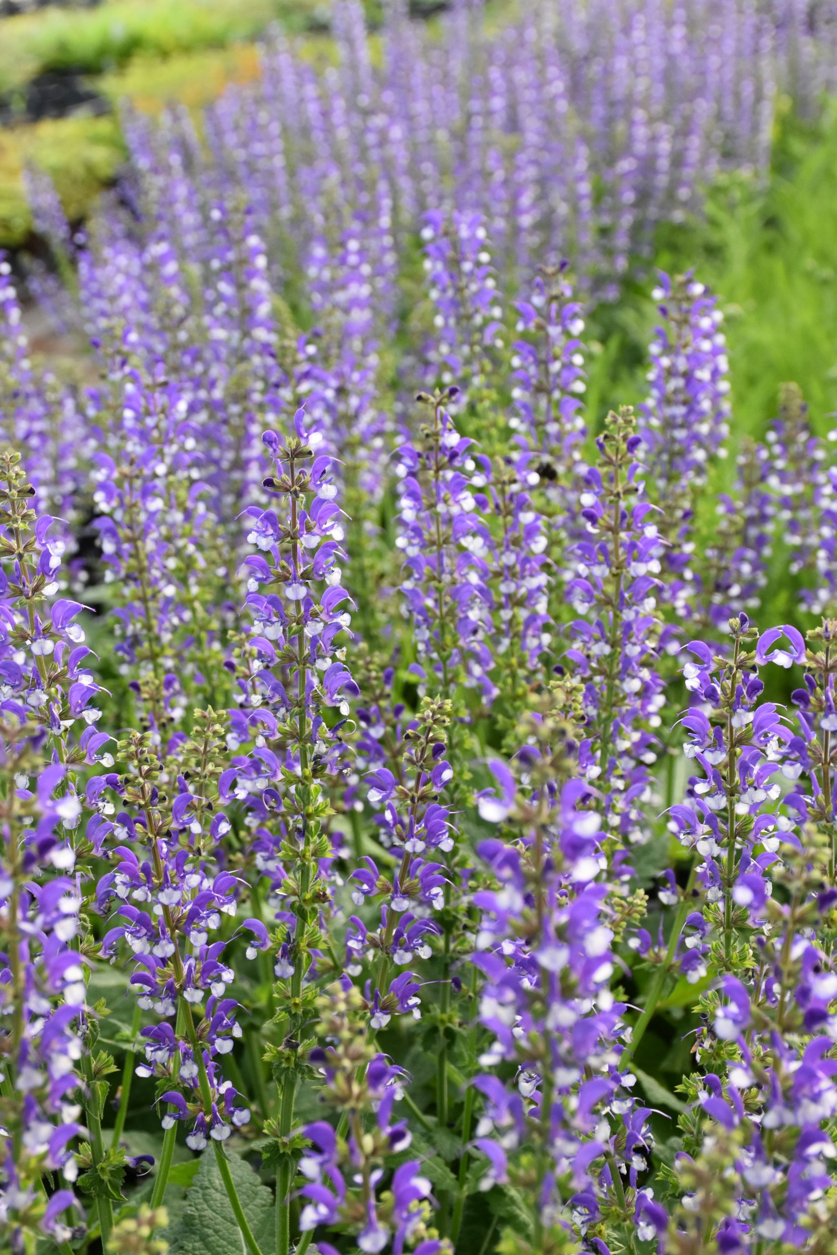 salvia_color_spires_azure_snow_XS_007.jpg