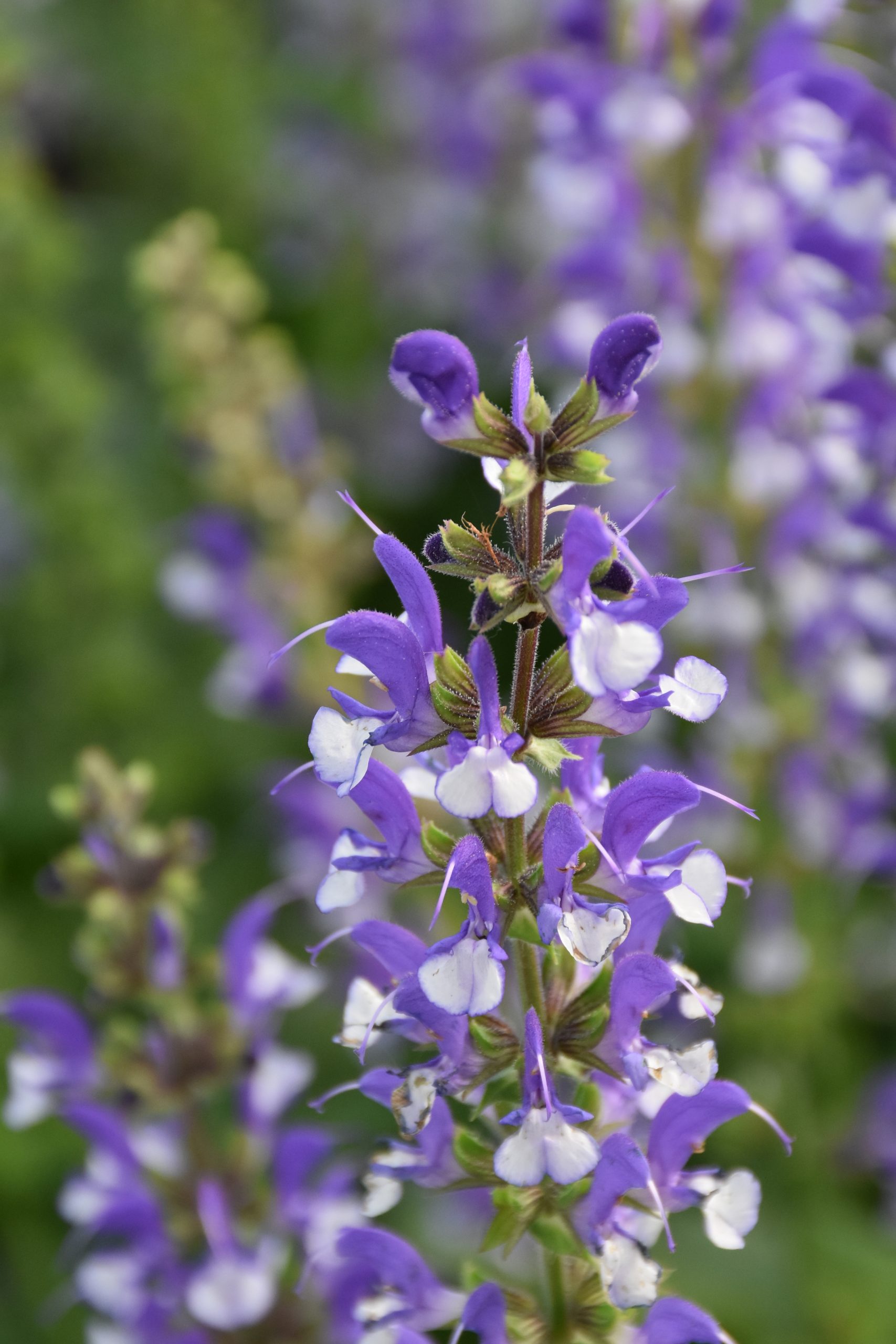 salvia_color_spires_azure_snow_XS_008.jpg