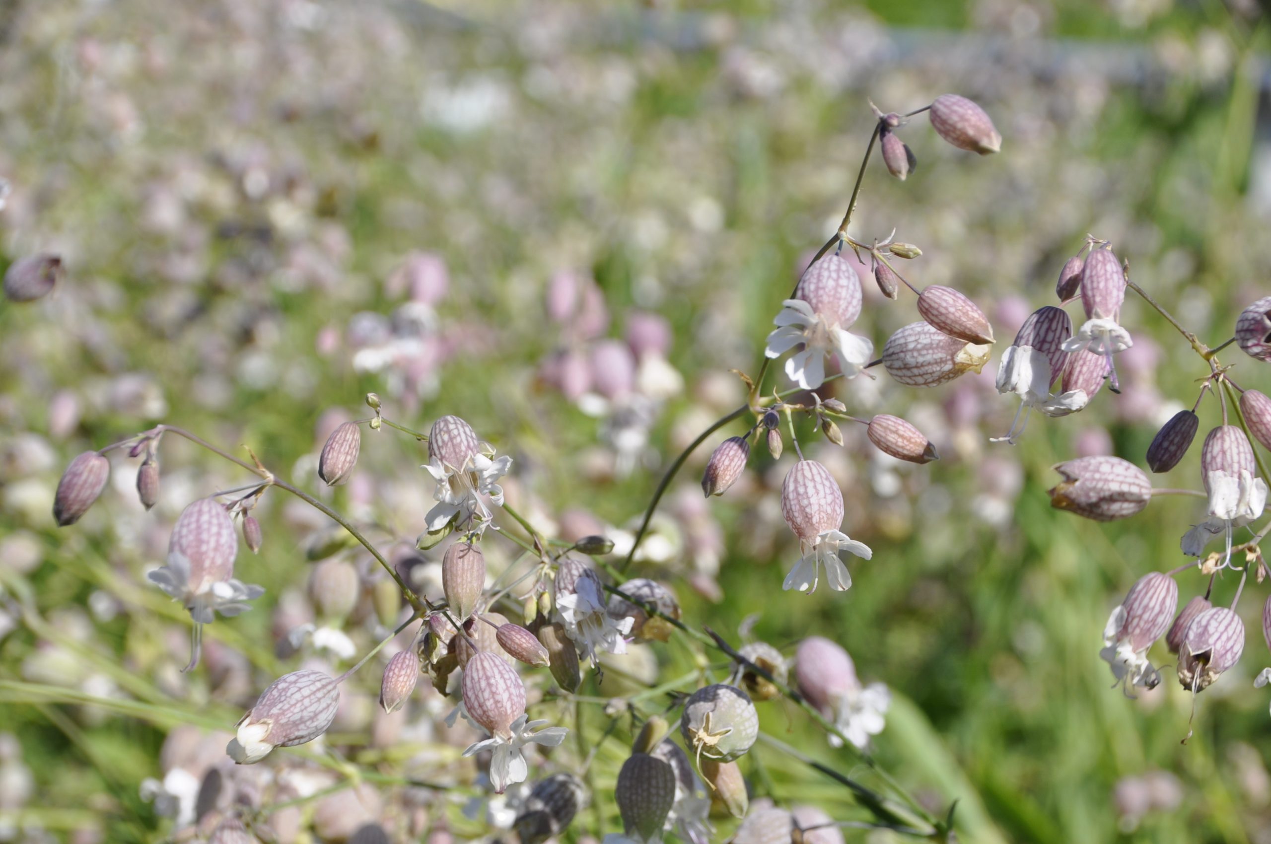 silene_vulgaris_BG_005.jpg