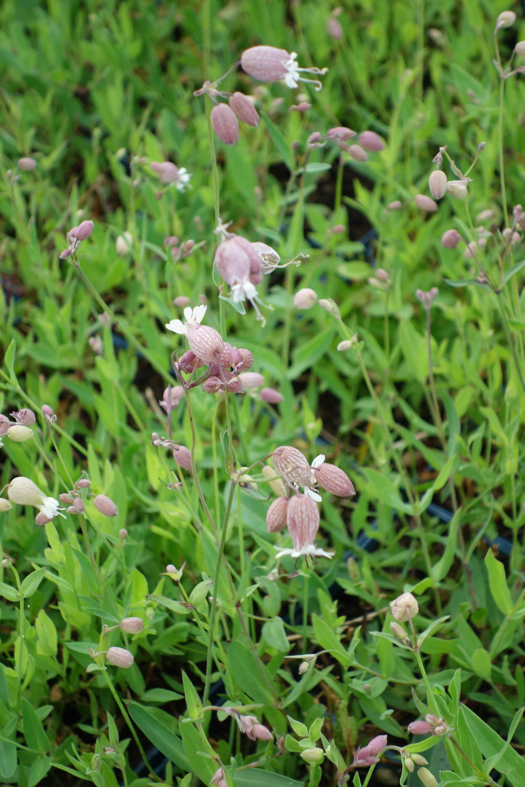 5794_silene_vulgaris_SS_002.jpeg