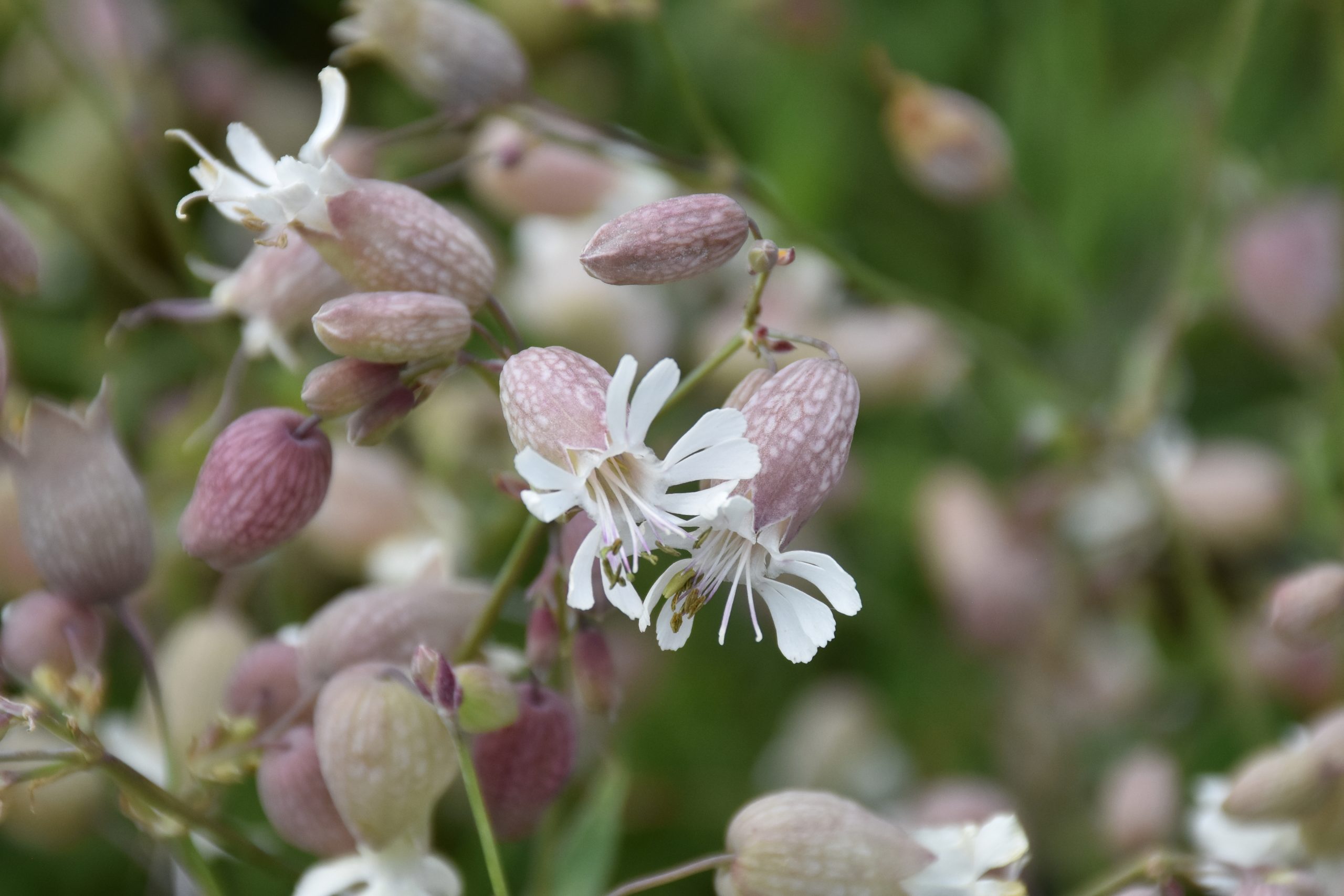 7473_silene_vulgaris_XS_003.jpg