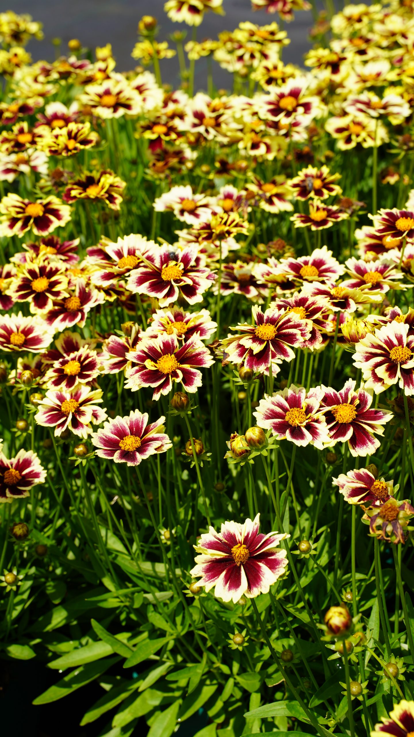 12174_coreopsis_grandiflora_solar_fancy_SS_003.jpg