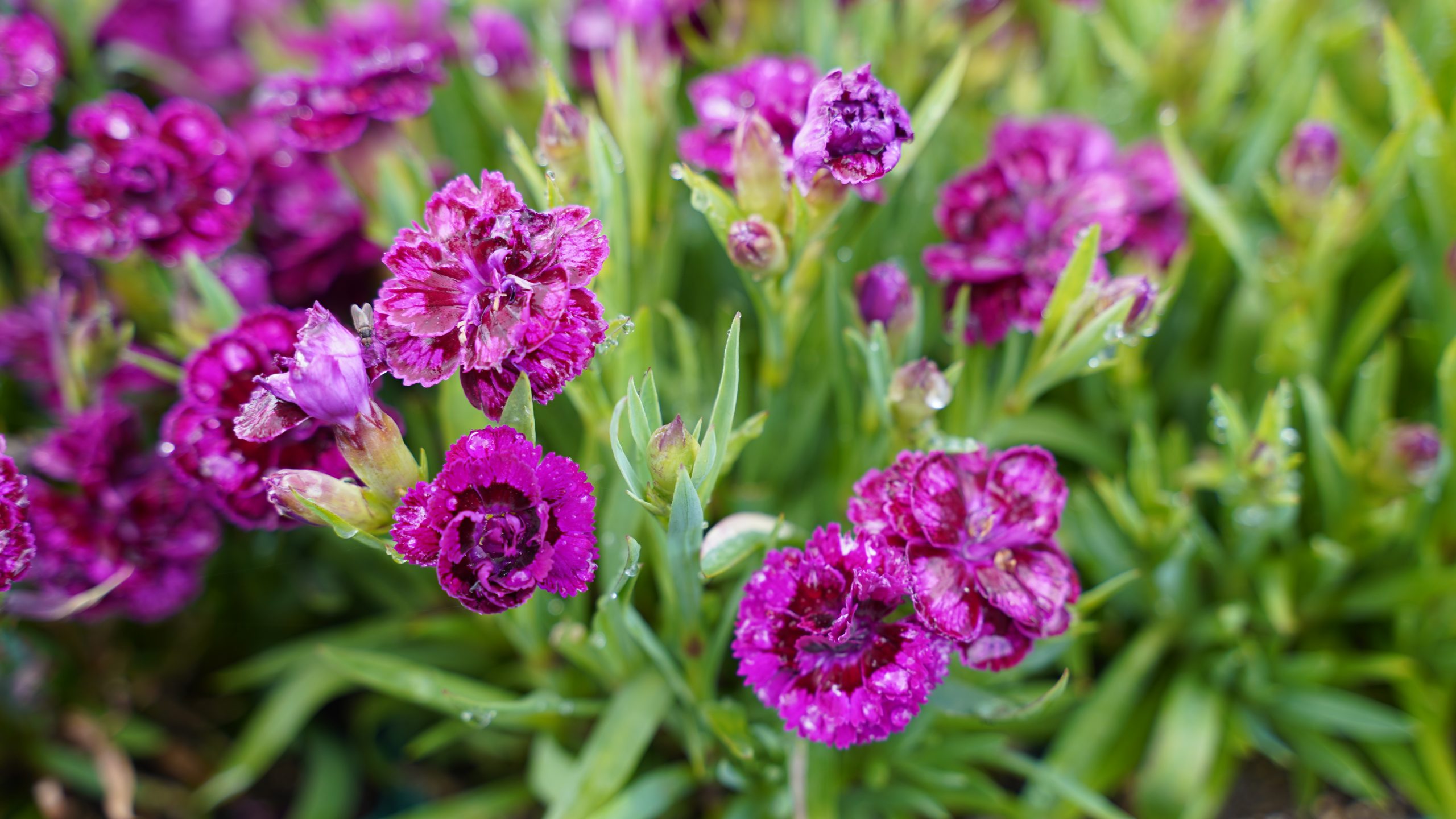 12191_dianthus_code_purple_dark_center_SS_001.jpg