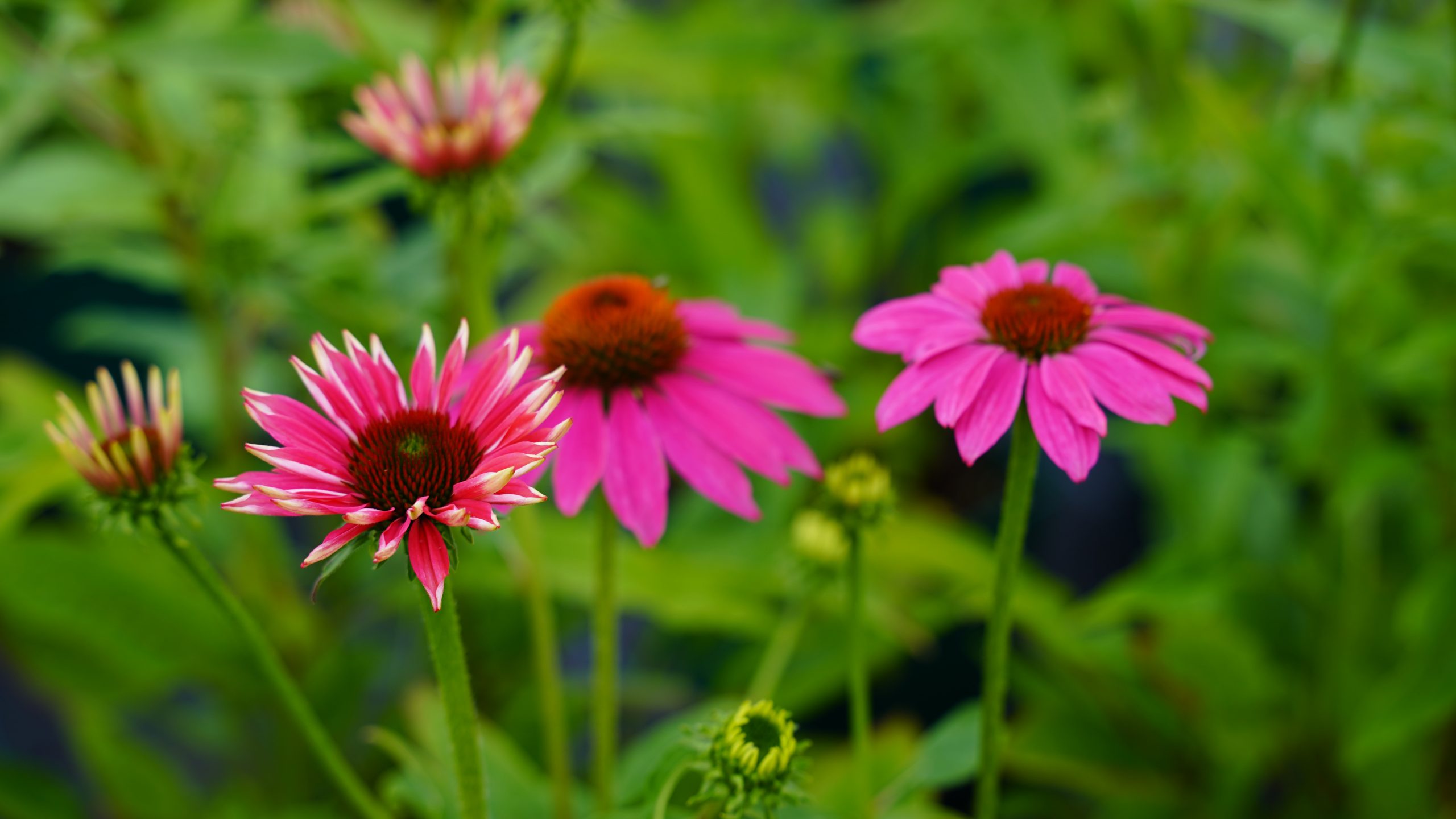 12194_echinacea_purpurea_lakota_rose_SS_001.jpg