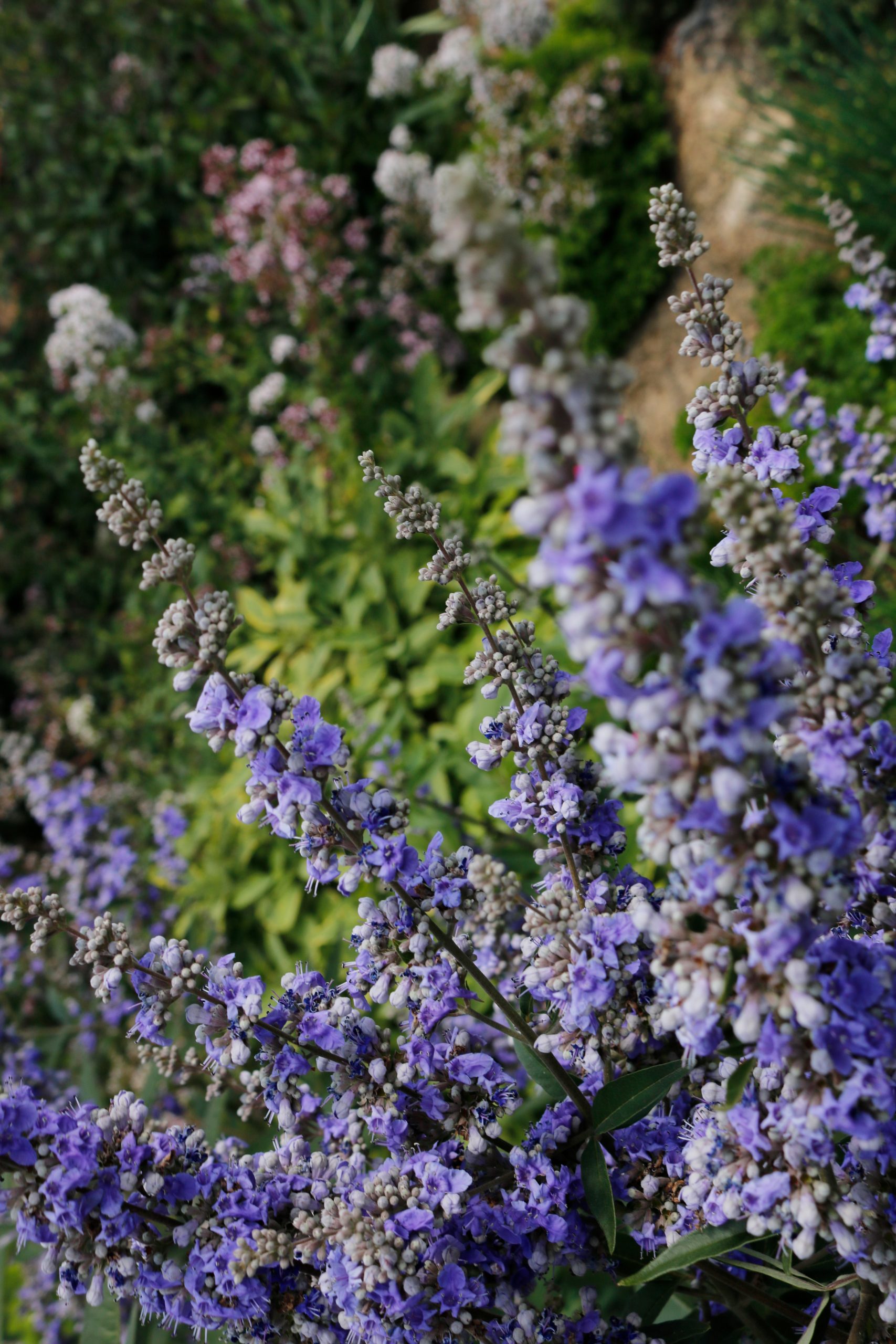 4740_vitex_agnus_castus_XS_001.jpeg