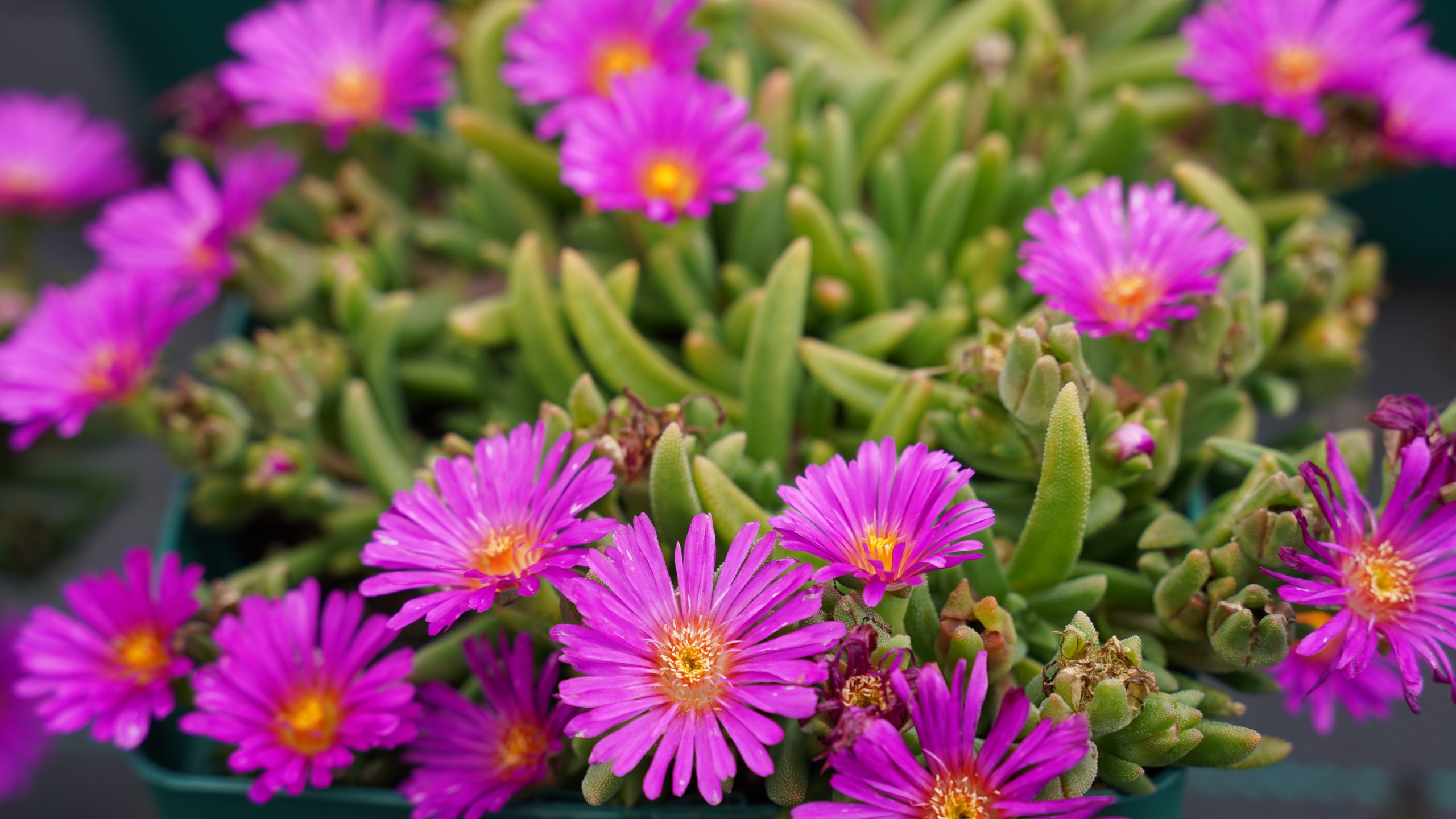 12177_delosperma_ocean_sunset_violet_SS_001.jpg
