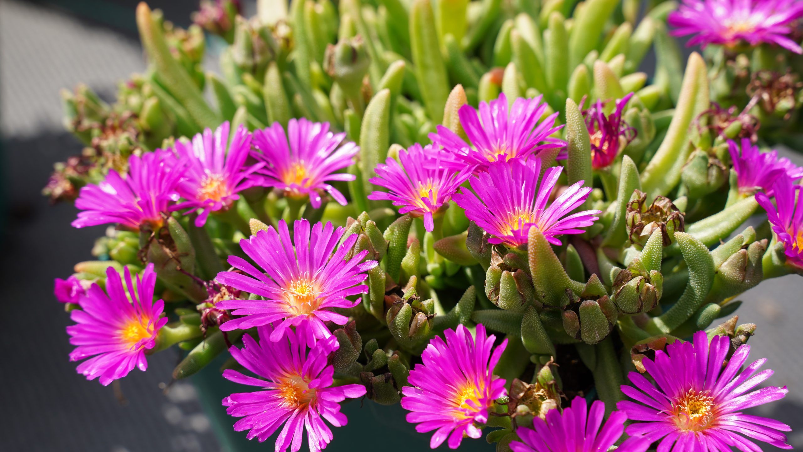 12178_delosperma_ocean_sunset_violet_SS_002.jpg