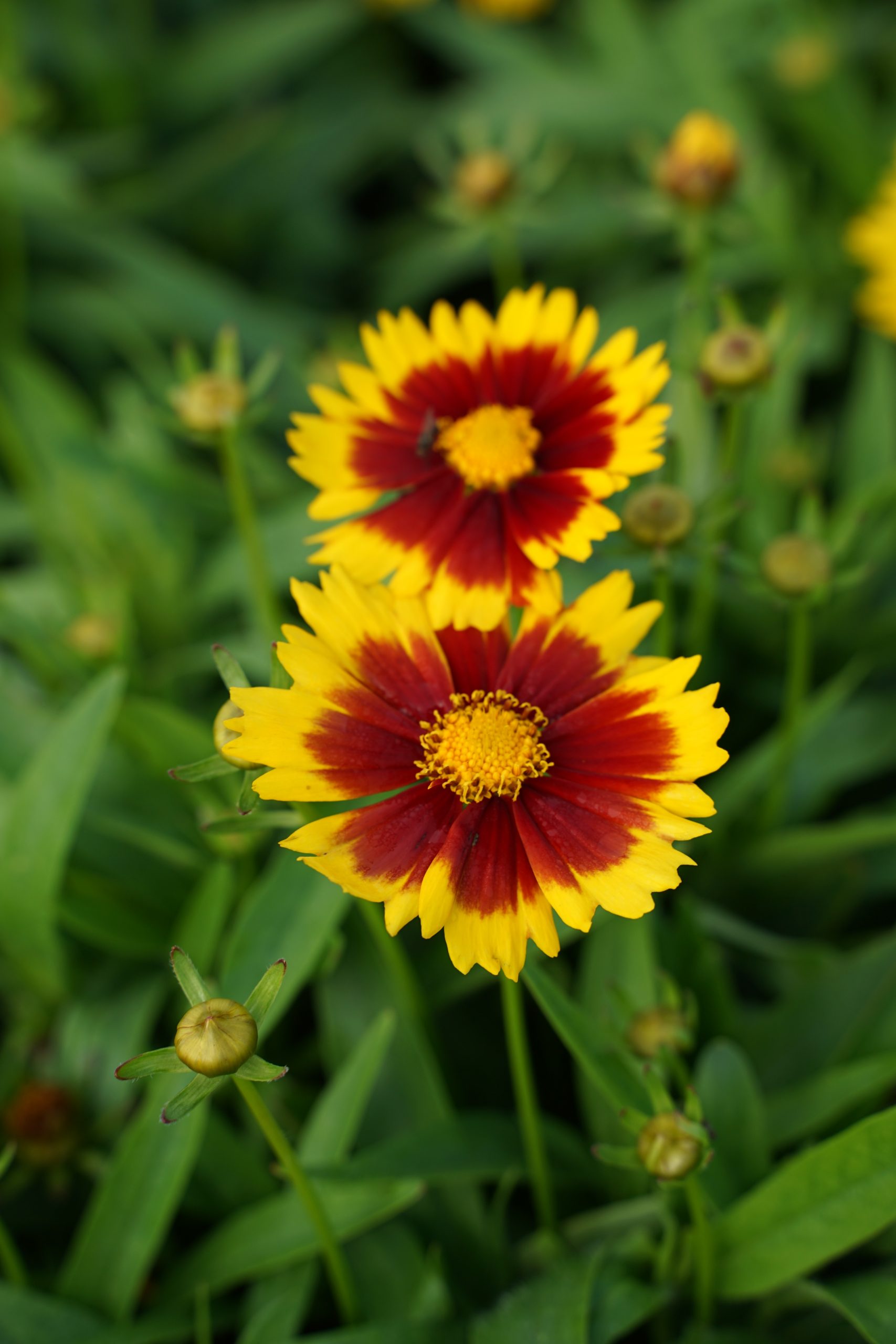 6784_coreopsis_x_cultorum_gold_bronze_SS_001.jpeg