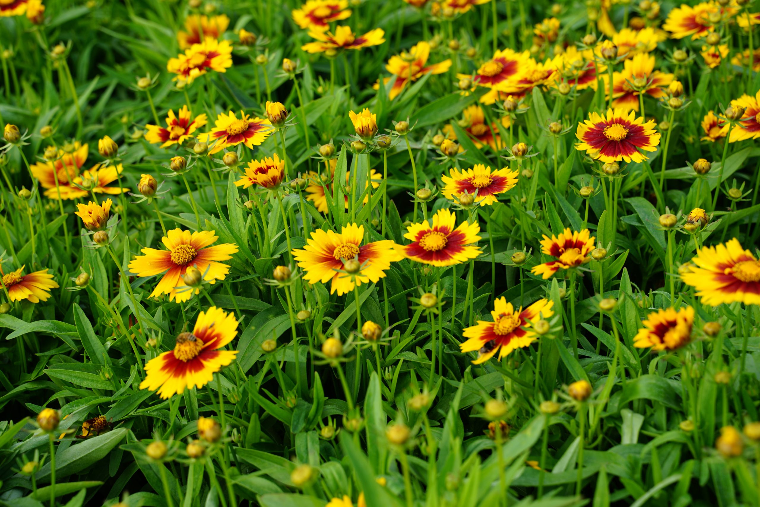 6786_coreopsis_x_cultorum_gold_bronze_SS_003.jpeg