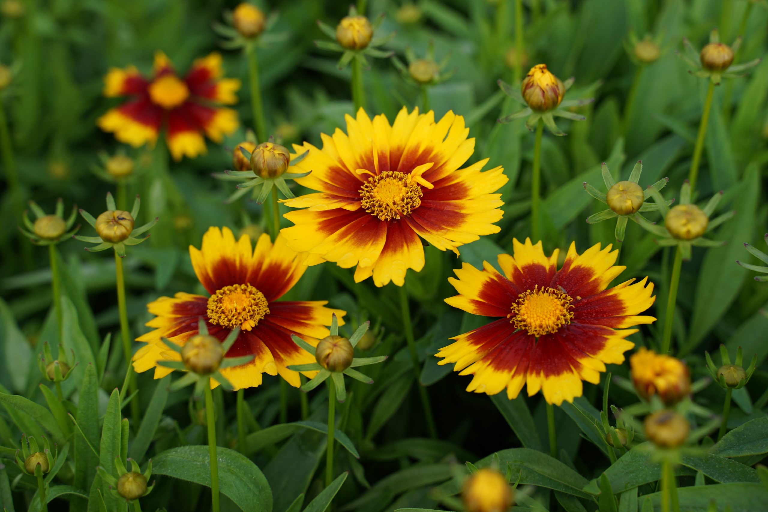6787_coreopsis_x_cultorum_gold_bronze_SS_004.jpeg