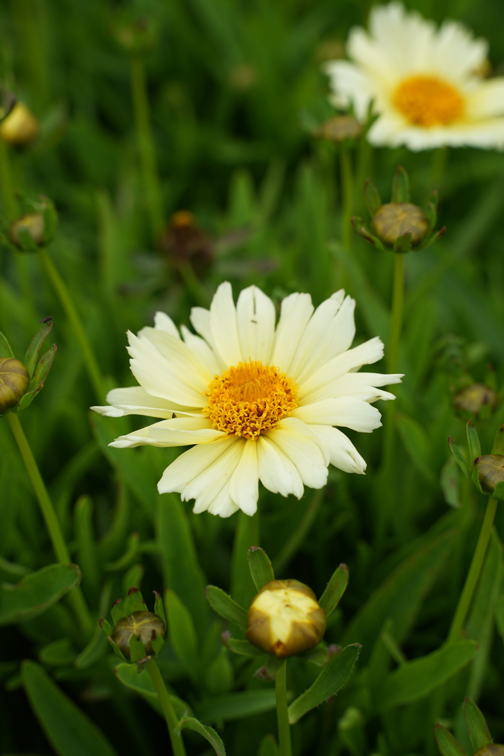 6788_coreopsis_x_cultorum_cream_SS_001.jpeg
