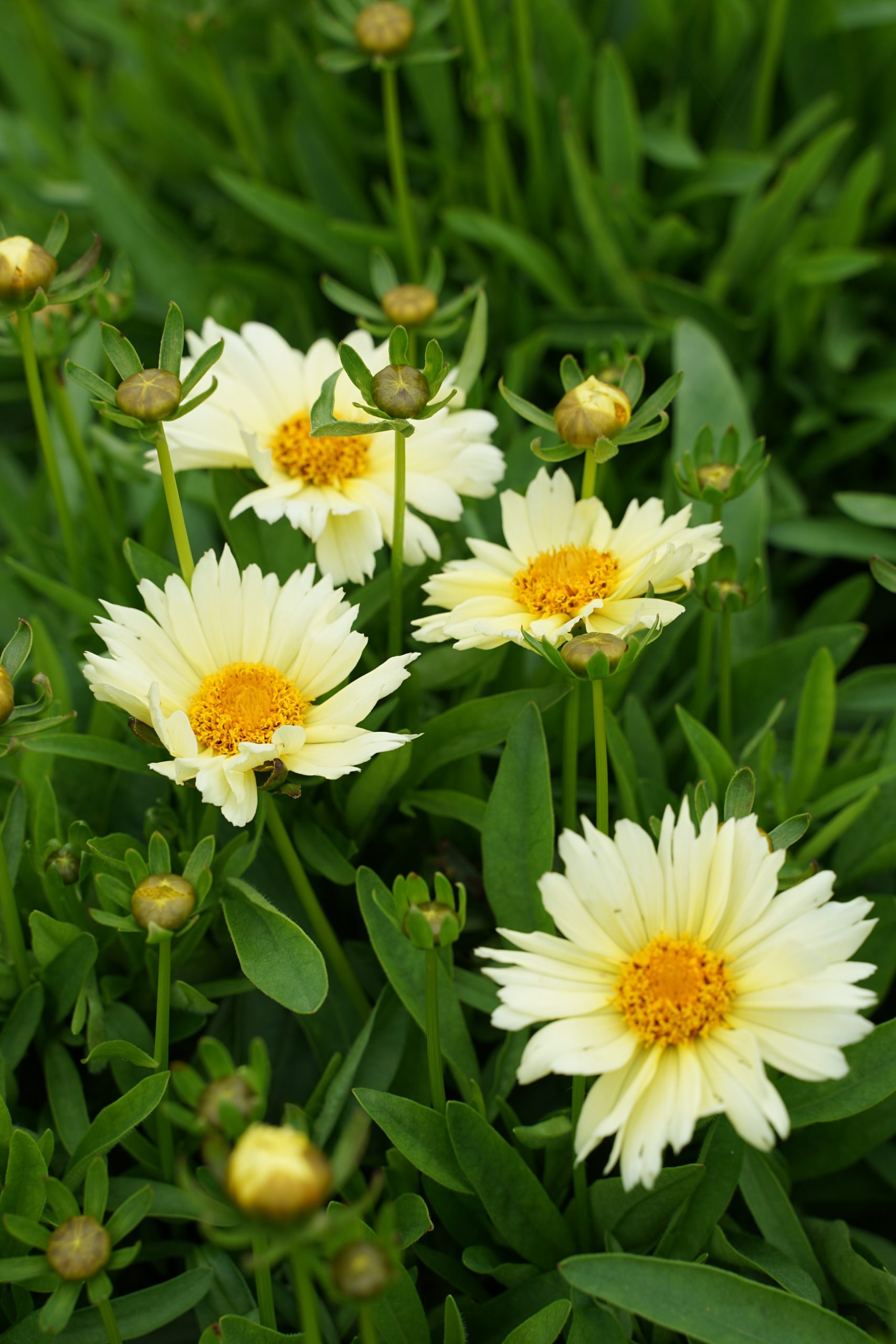 6789_coreopsis_x_cultorum_cream_SS_002.jpeg