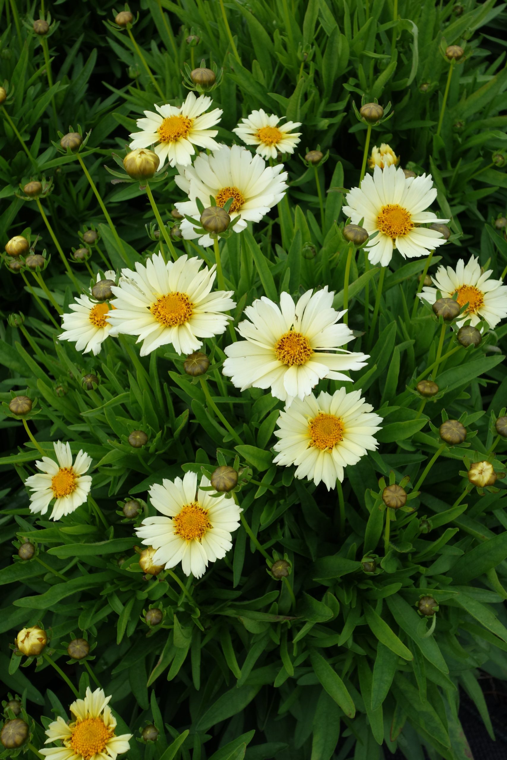 6790_coreopsis_cream_SS_003.jpeg