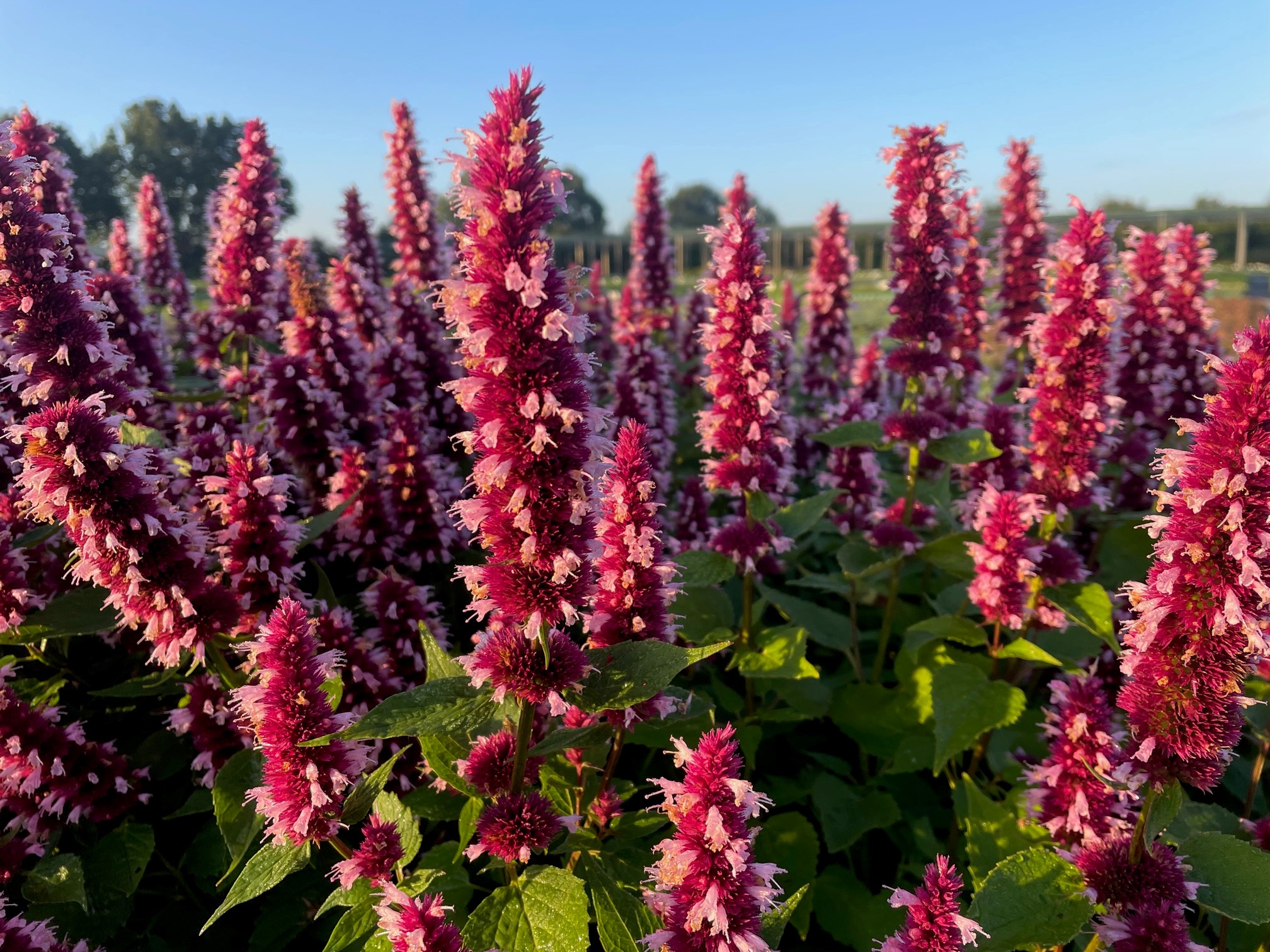 10329_agastache_rugosa_beelicious_pink_SS_002.jpg