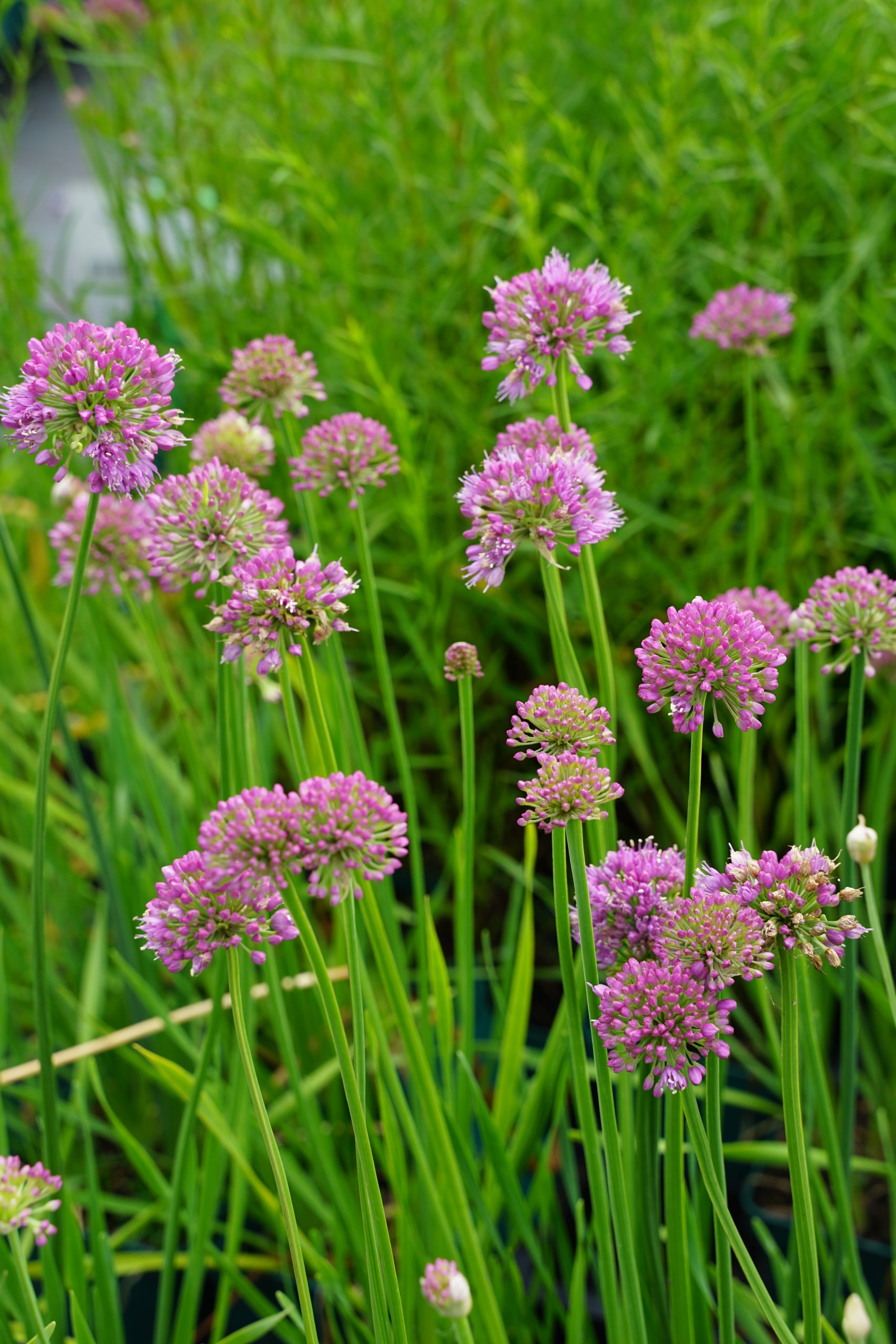 10344_allium_senescens_serendipity_SS_003.jpg