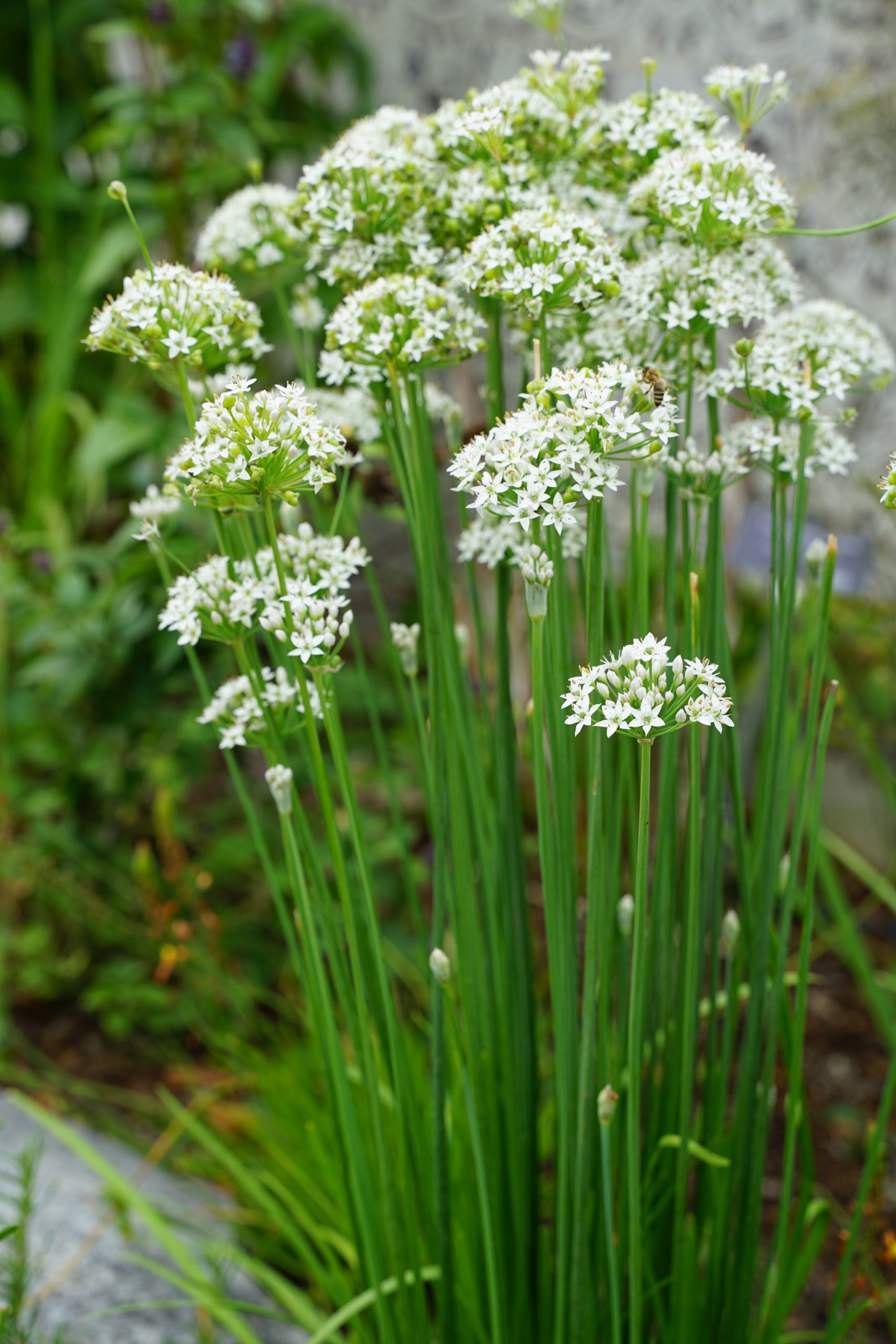 10350_allium_tuberosum_SS_006.jpg