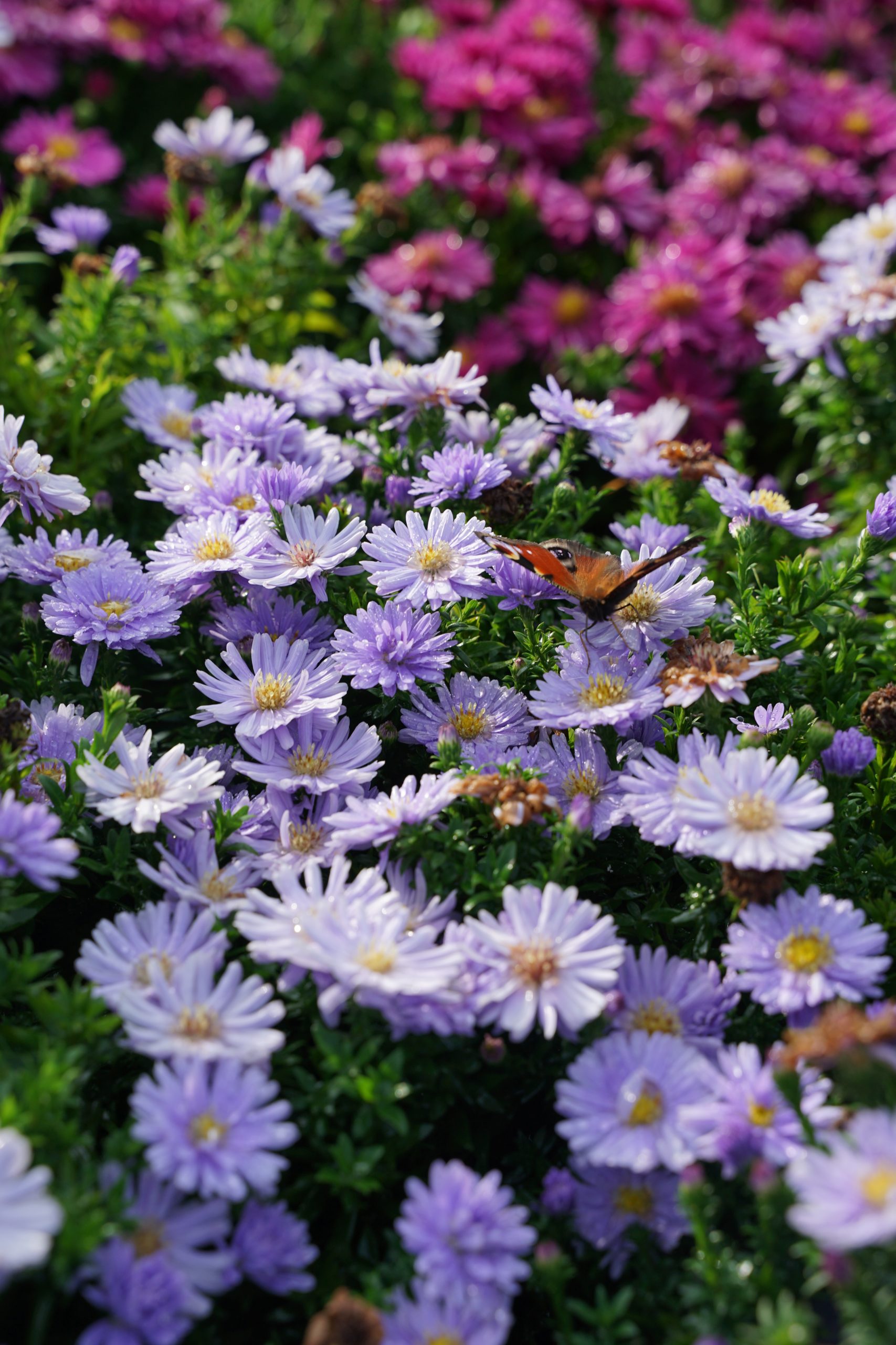 10375_aster_dumosus_aqua_compact_SS_003.jpg