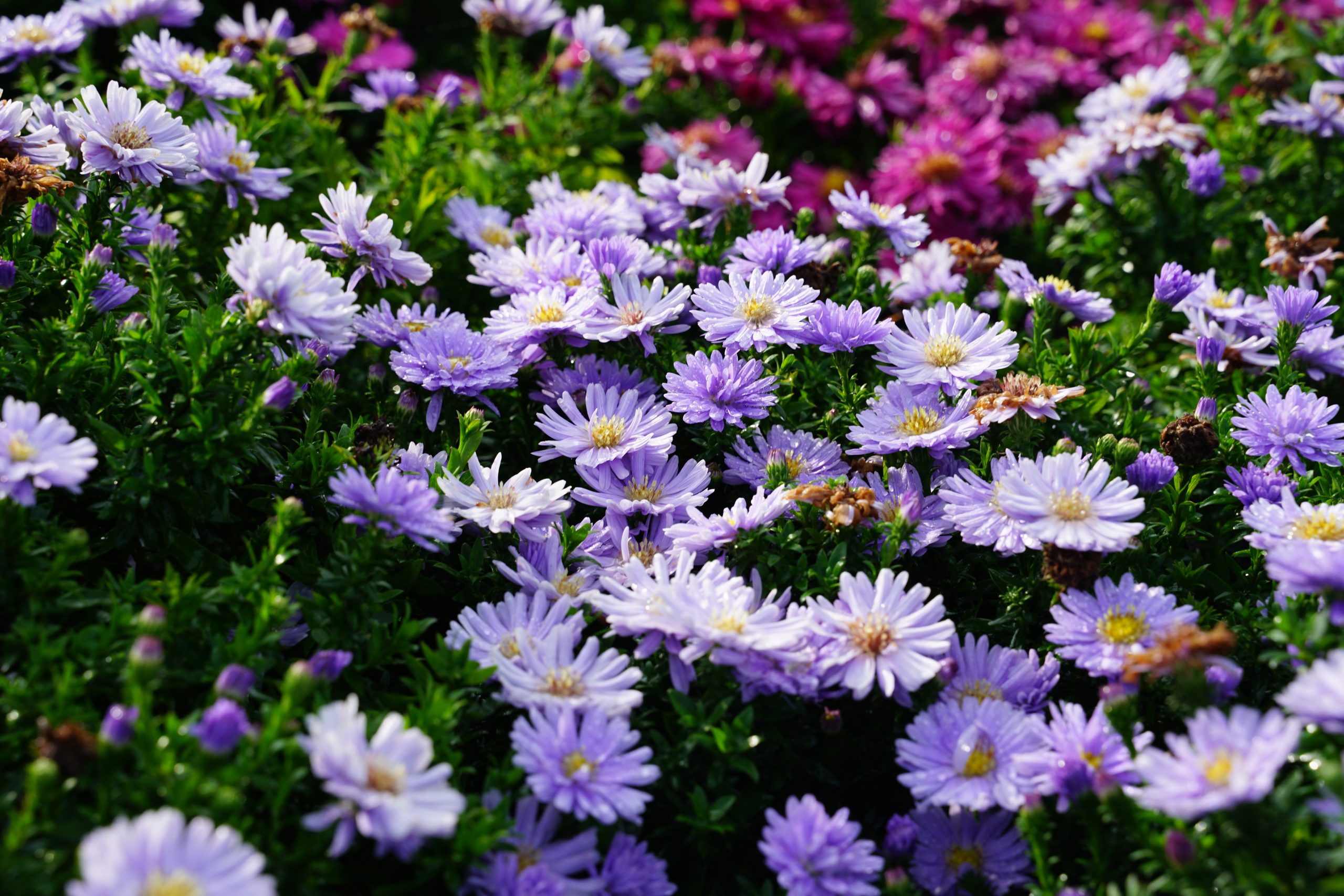 10376_aster_dumosus_aqua_compact_SS_004.jpg