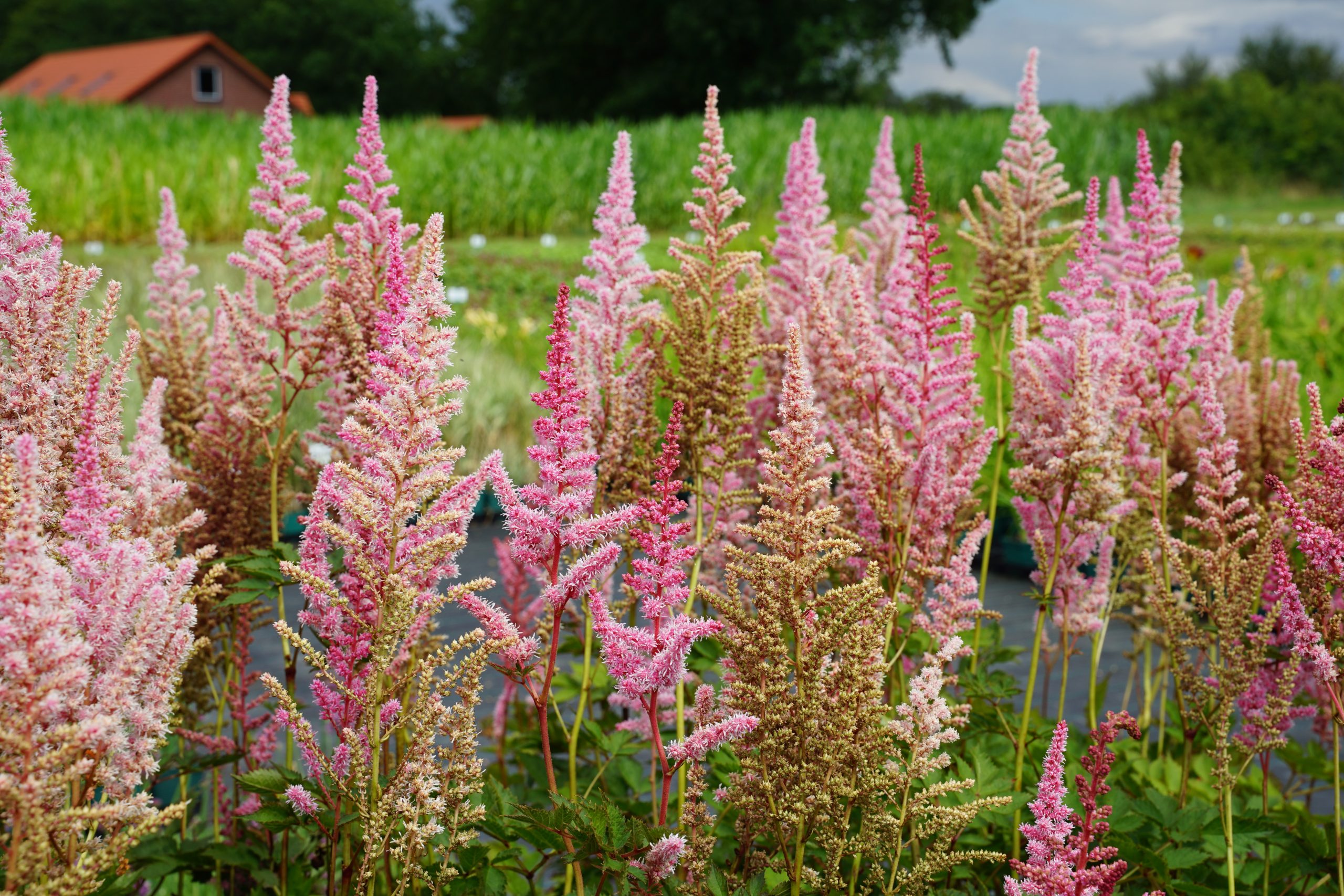 10395_astilbe_chinensis_mighty_pip_SS_004.jpg
