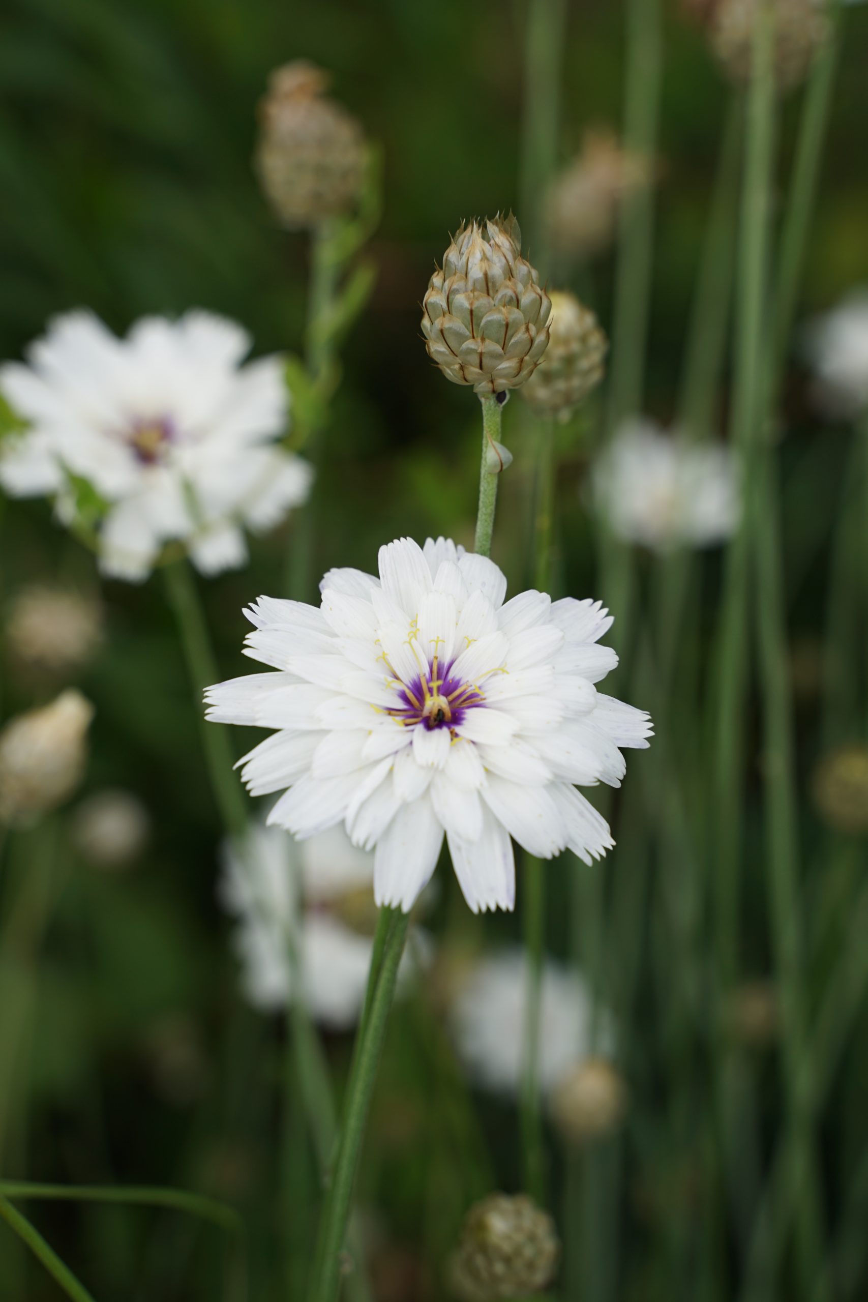 10417_catananche_caerulea_alba_SS_005.jpg