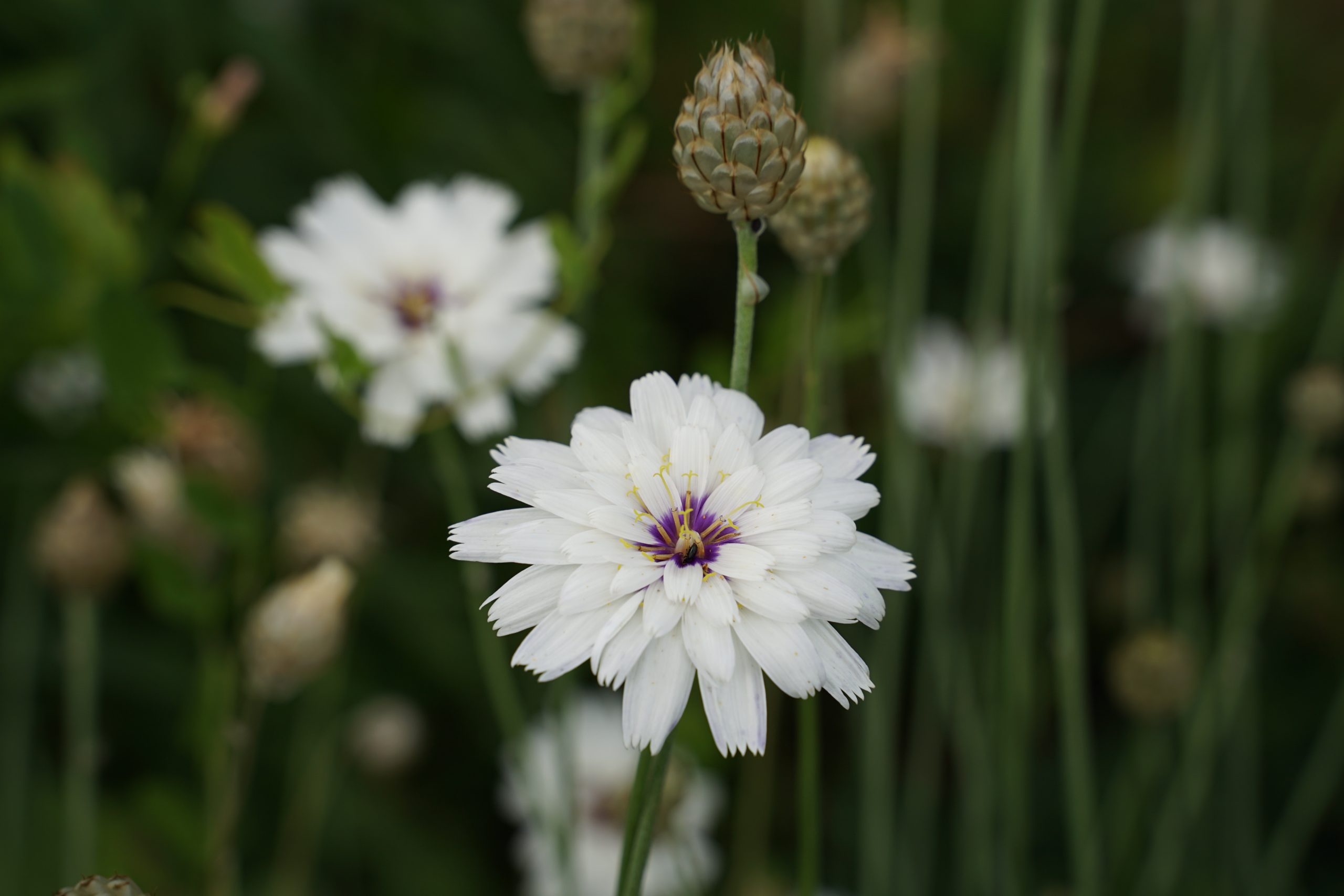 10418_catananche_caerulea_alba_SS_006.jpg