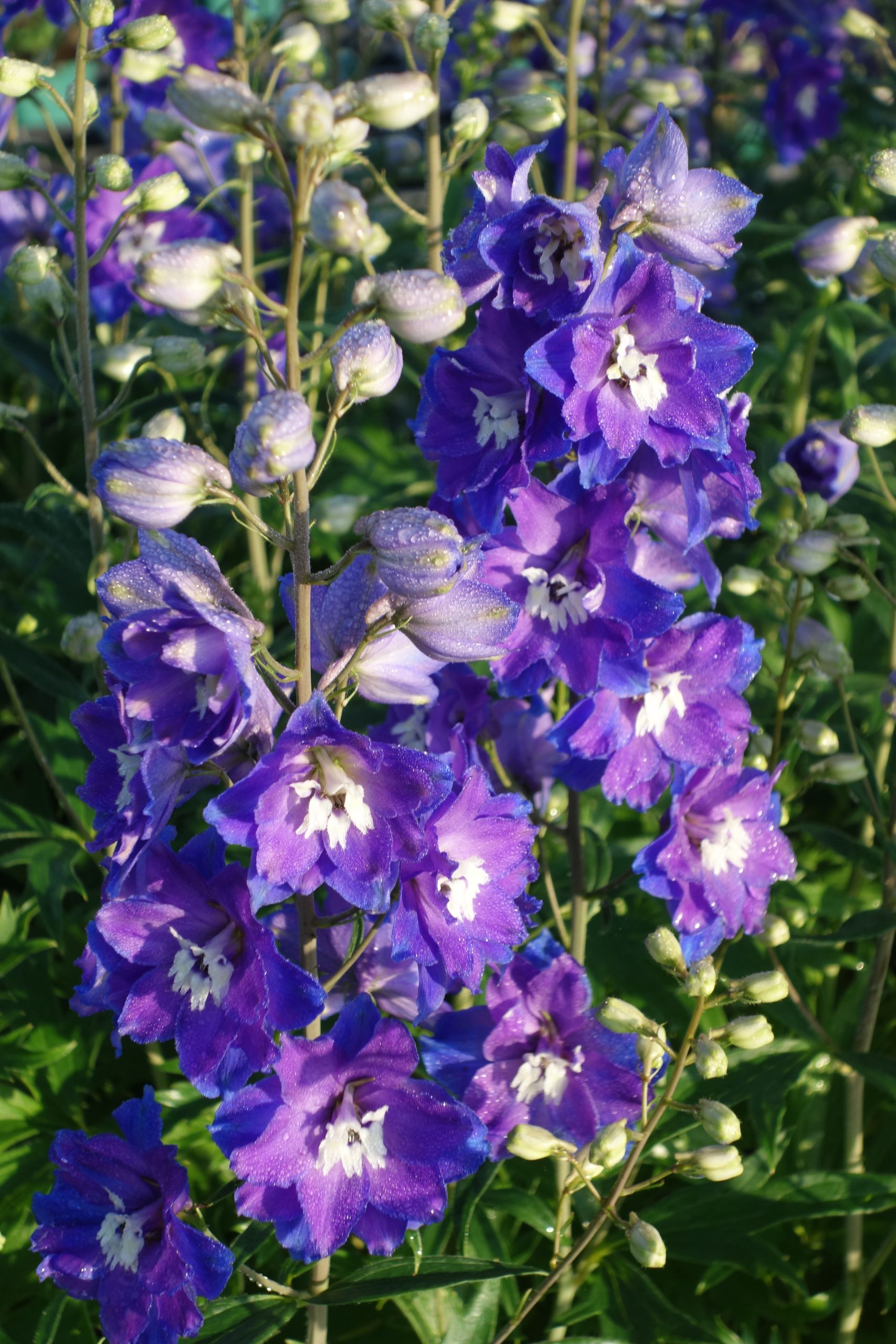 10450_delphinium_delgenius_glitzy_SS_004.jpg