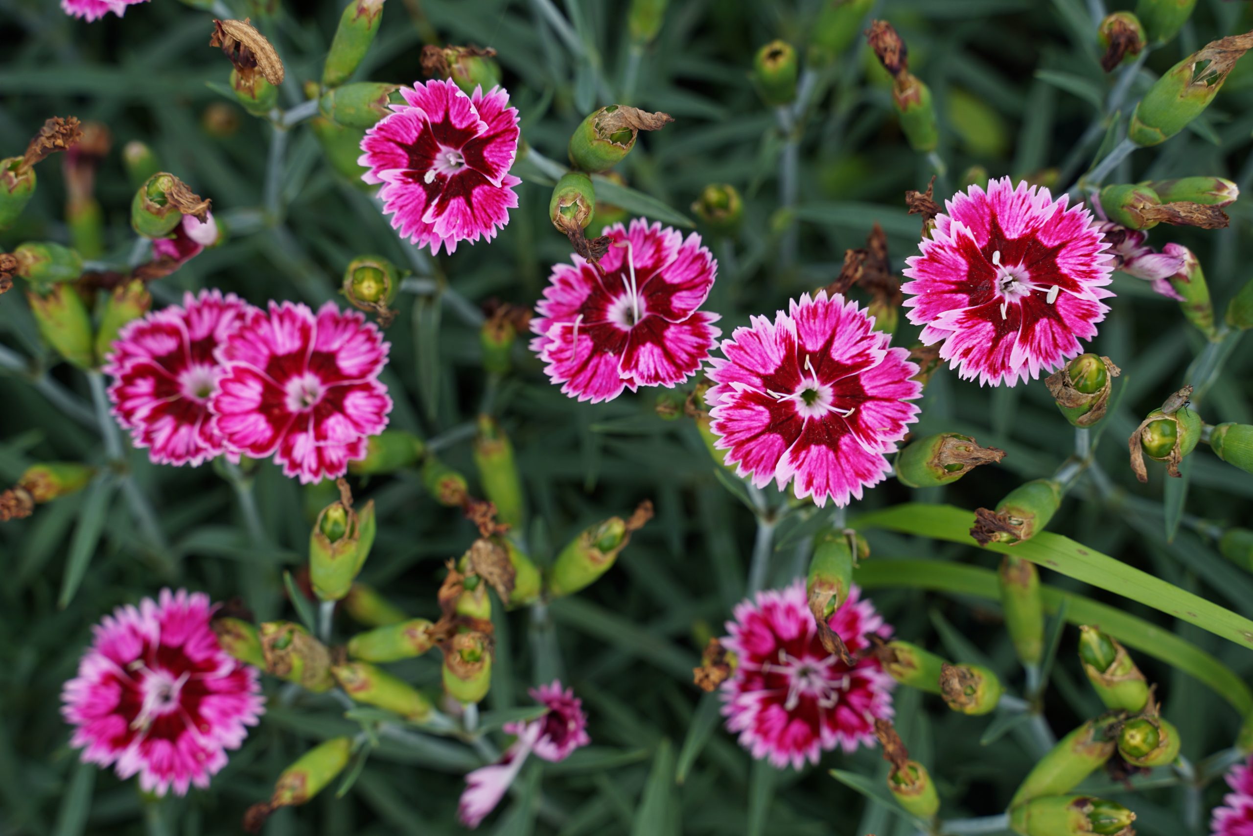 10460_dianthus_silver_stars_supernova_SS_002.jpg